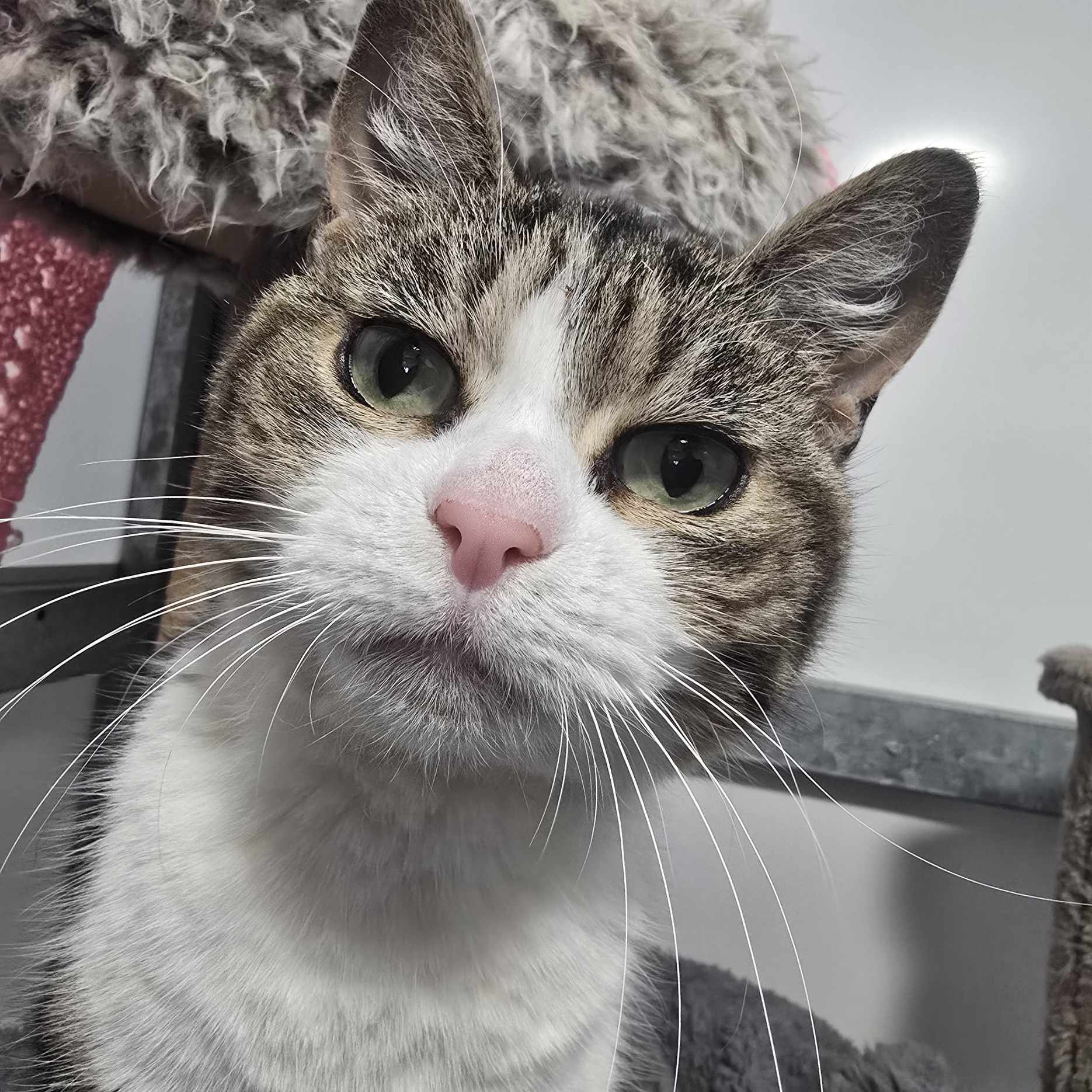 Wilma- 8 Year Old Female – RESERVED