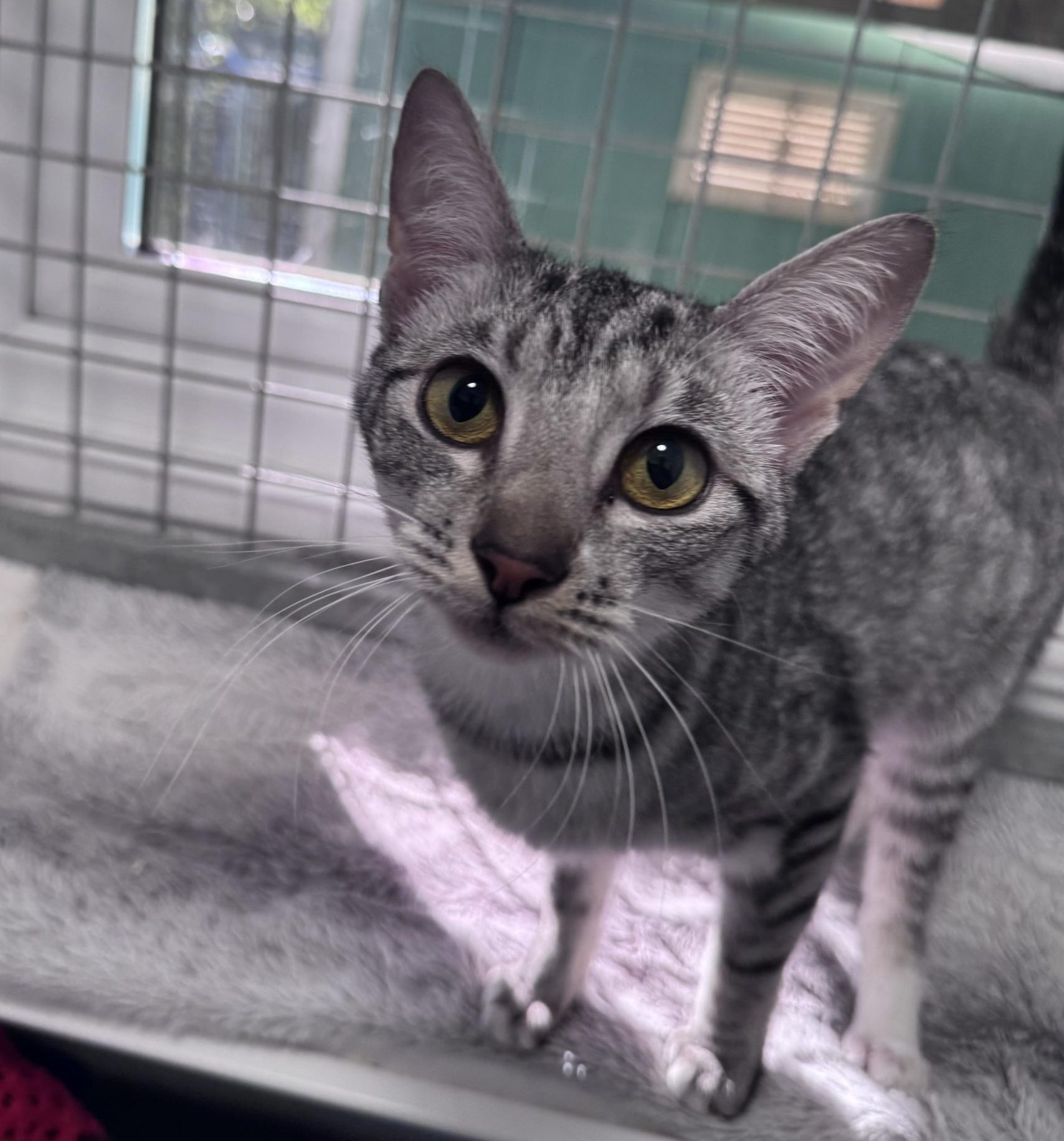 Kiwi- 1 Year Old Female