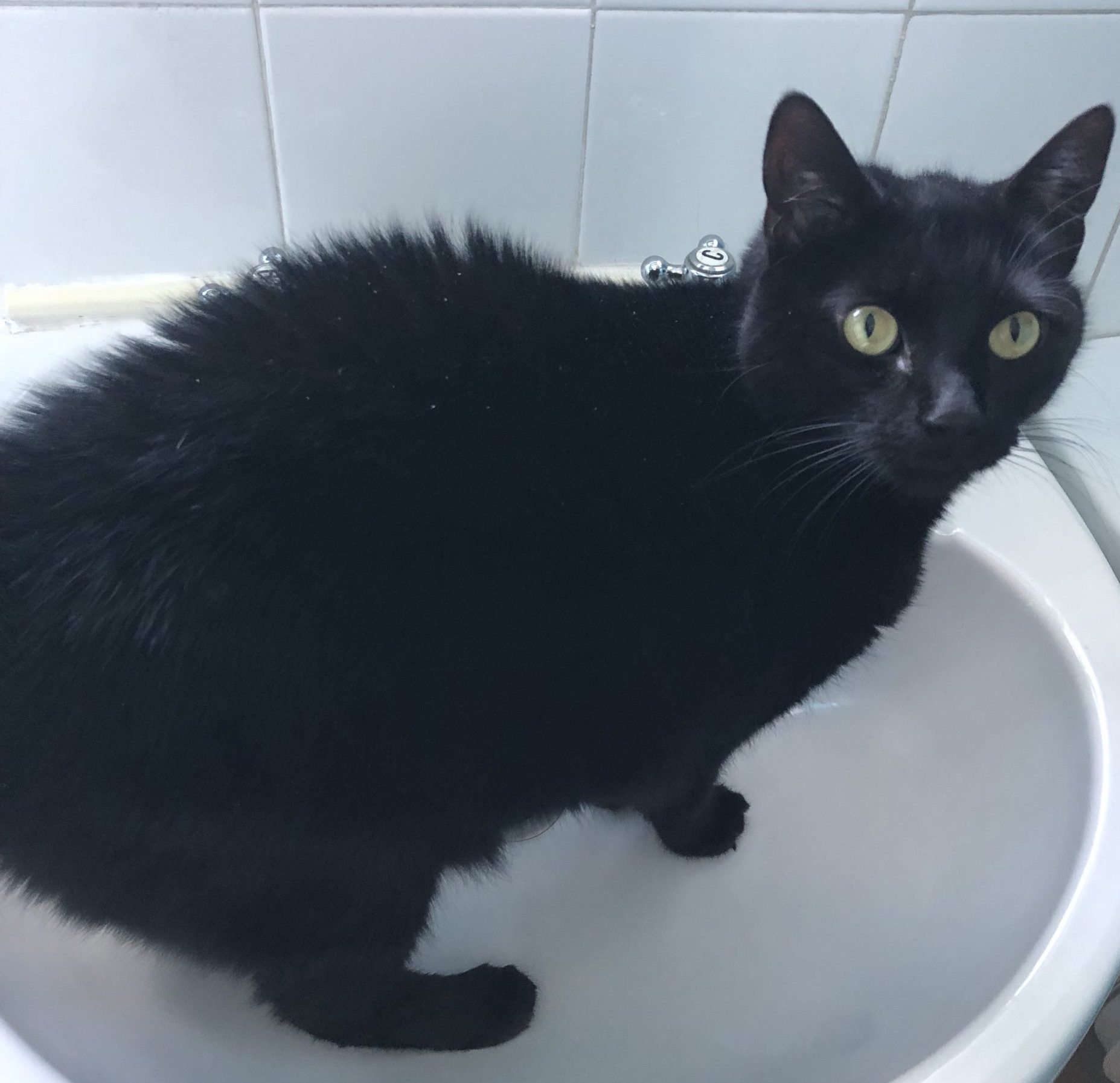 Mavis- 4 Year Old Female (RESERVED)