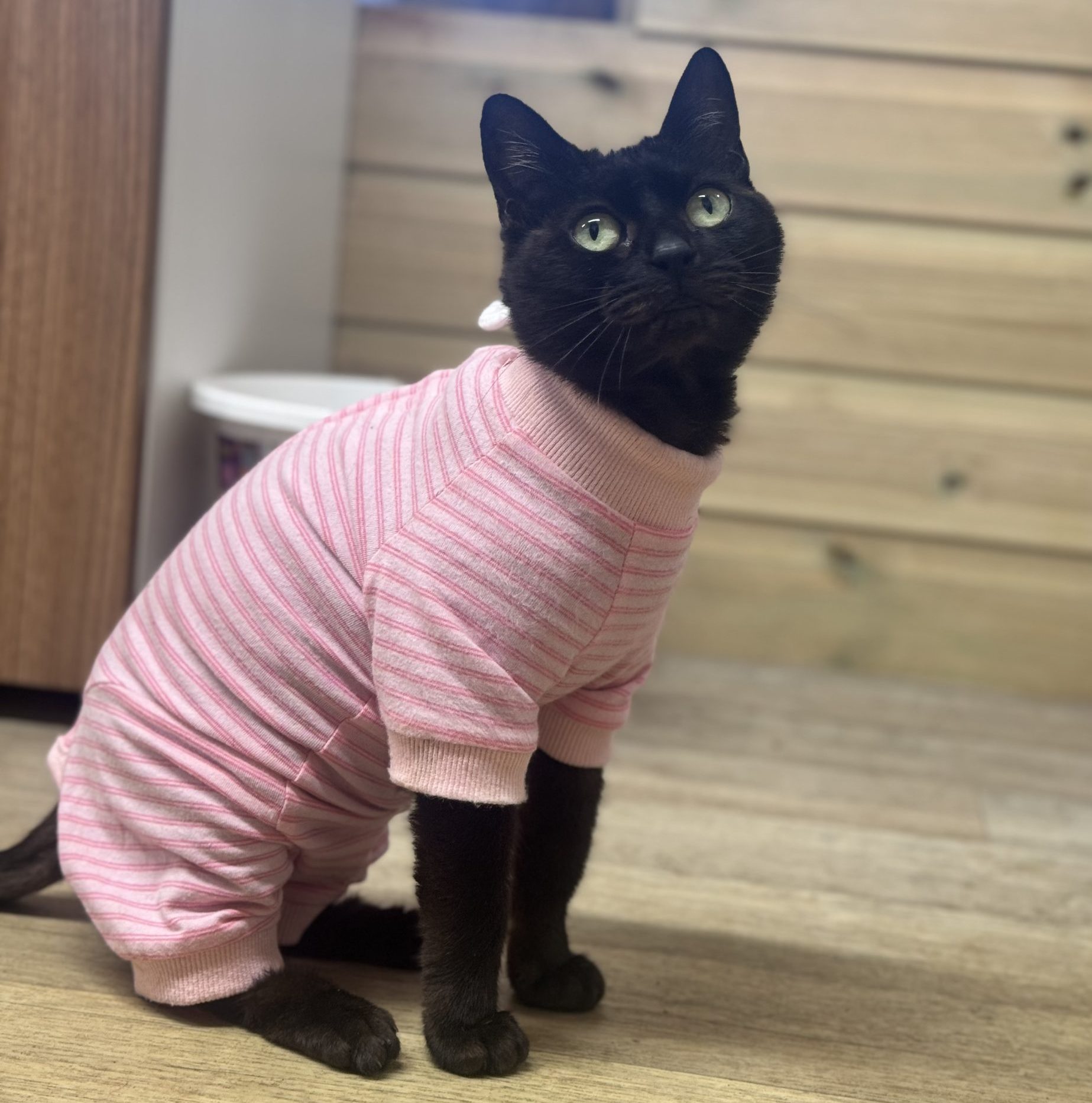 Misty- 7 Year Old Female- MEETING BOOKED