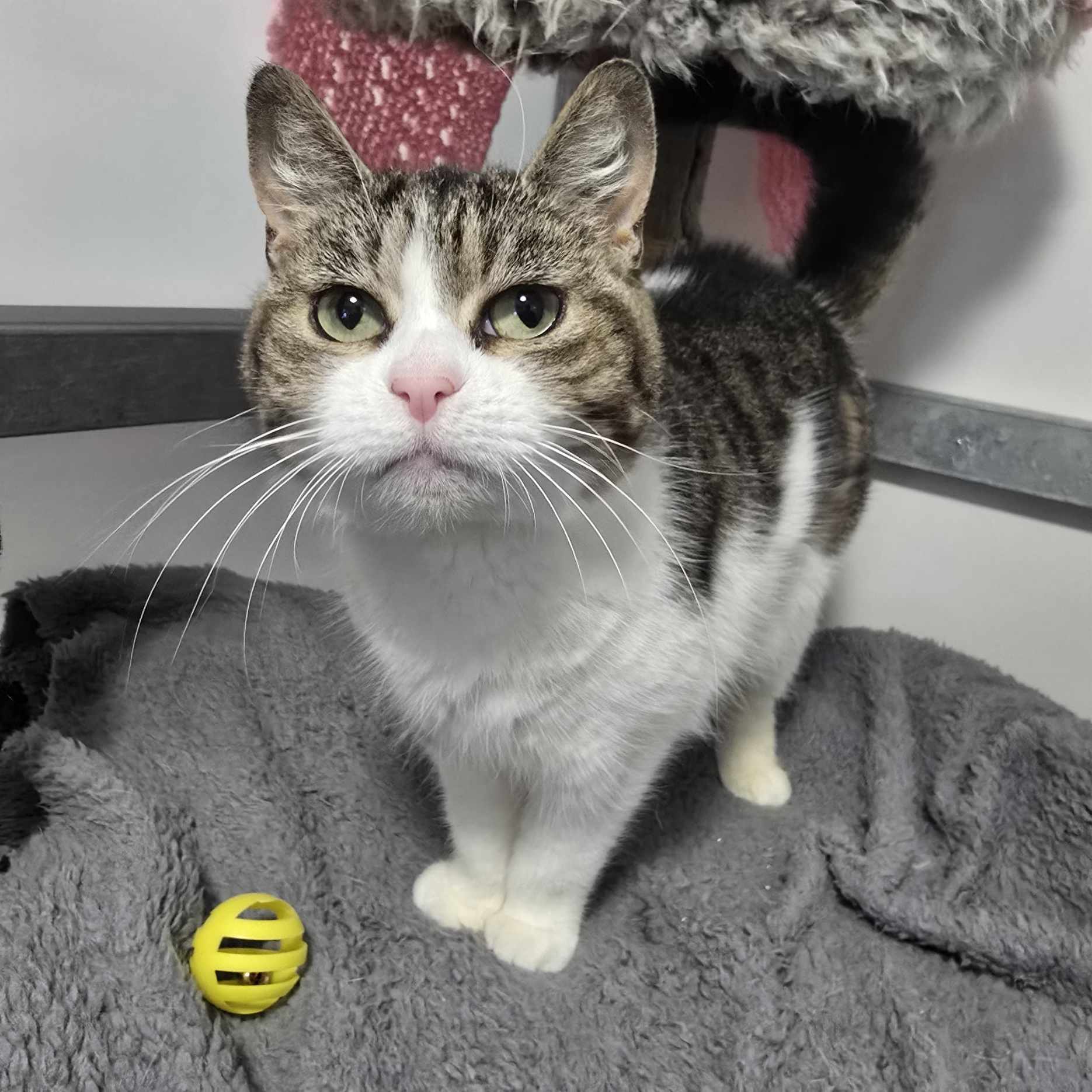 Wilma- 8 Year Old Female – RESERVED