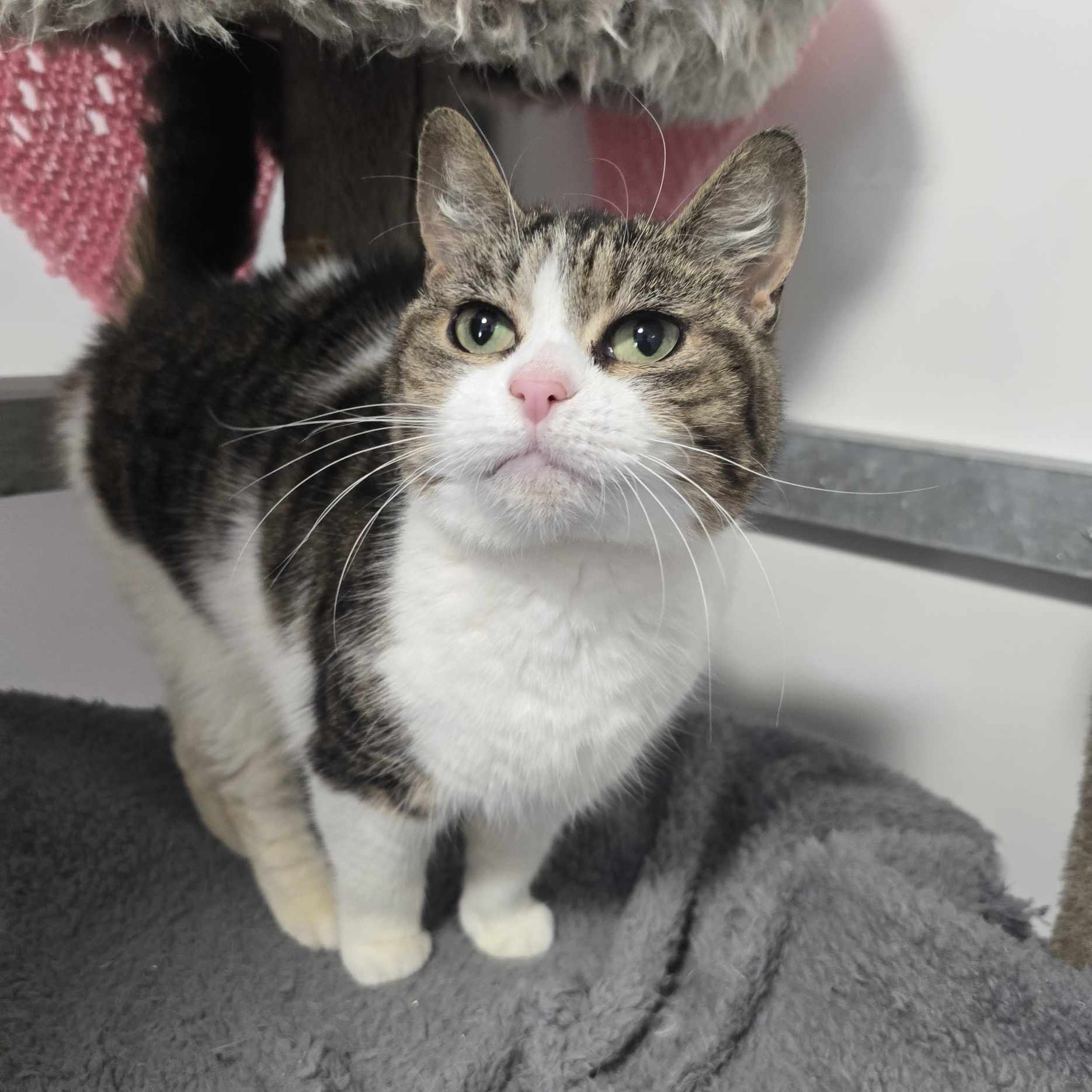 Wilma- 8 Year Old Female – RESERVED