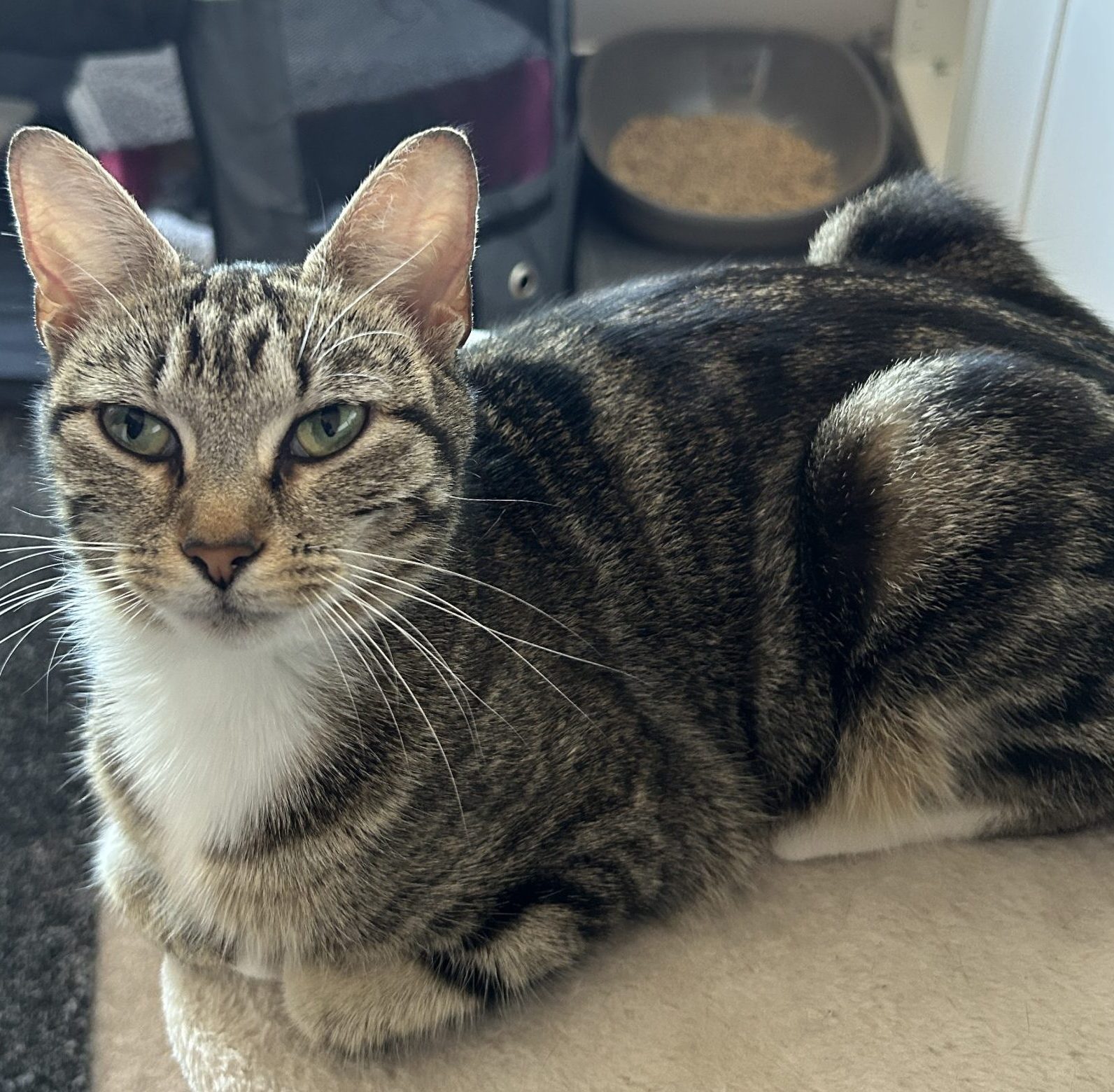 Petal- 2 Year Old Female- RESERVED