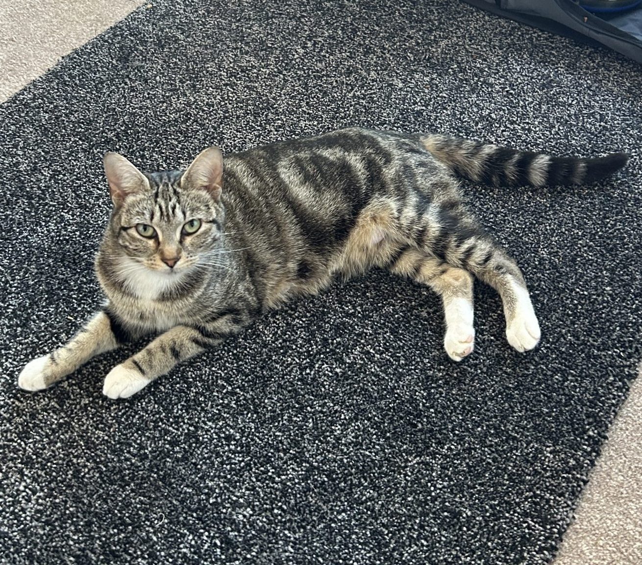 Petal- 2 Year Old Female- RESERVED