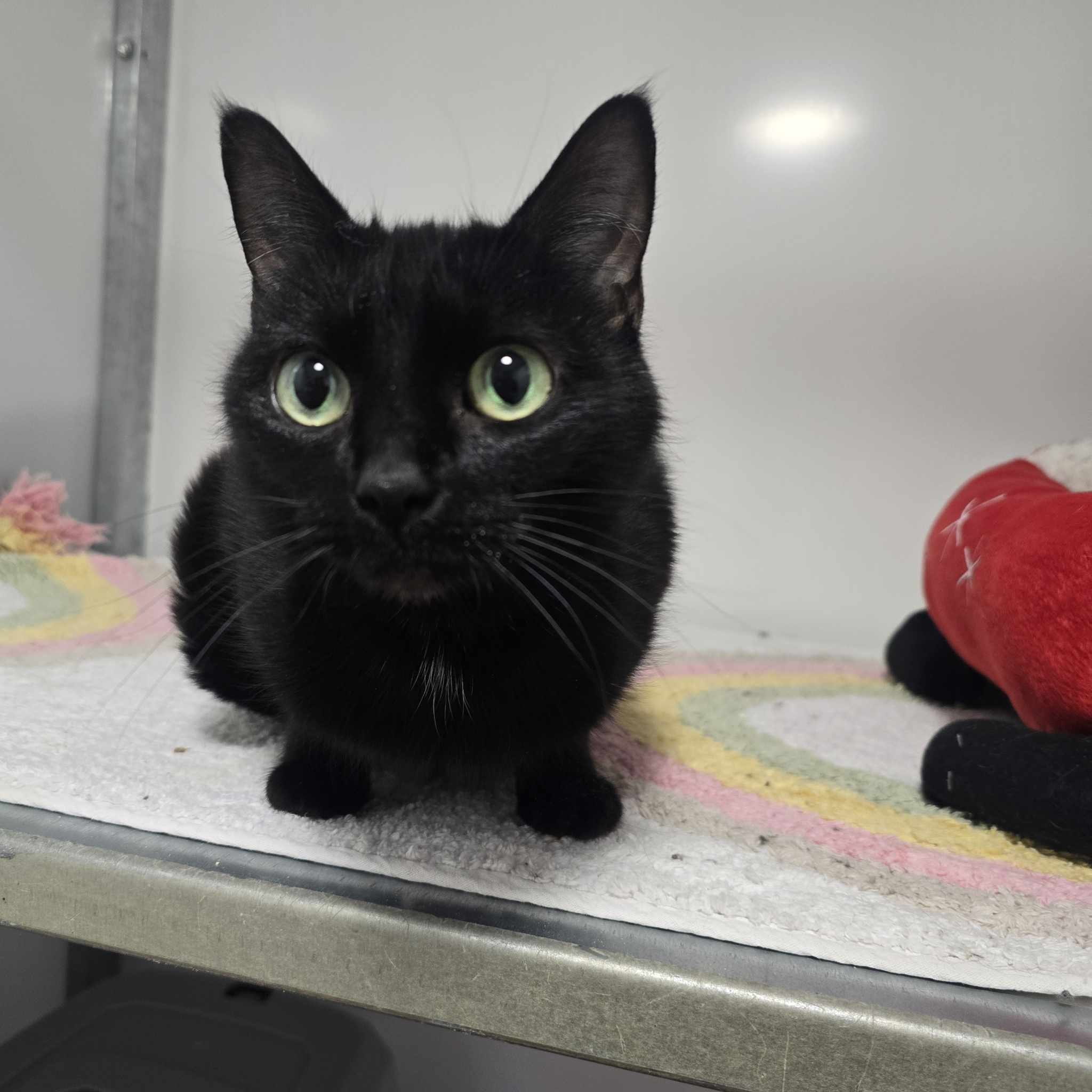 Elena- 3 Year Old Female- RESERVED