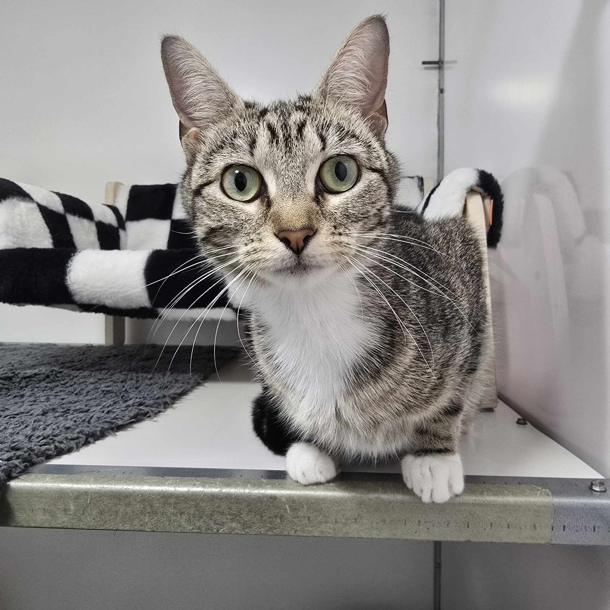 Petal- 2 Year Old Female- RESERVED