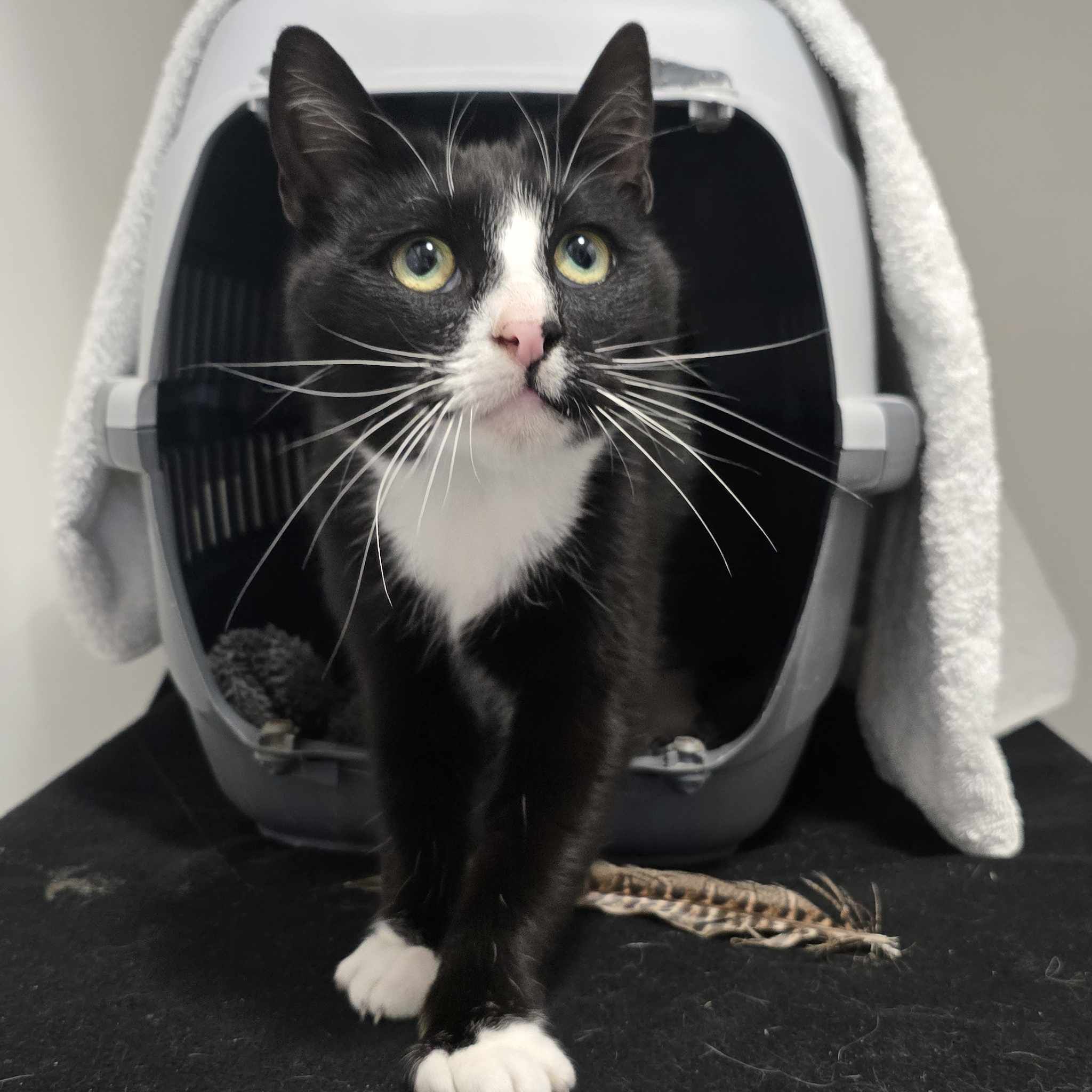 Ziggy- 2 Year Old Male