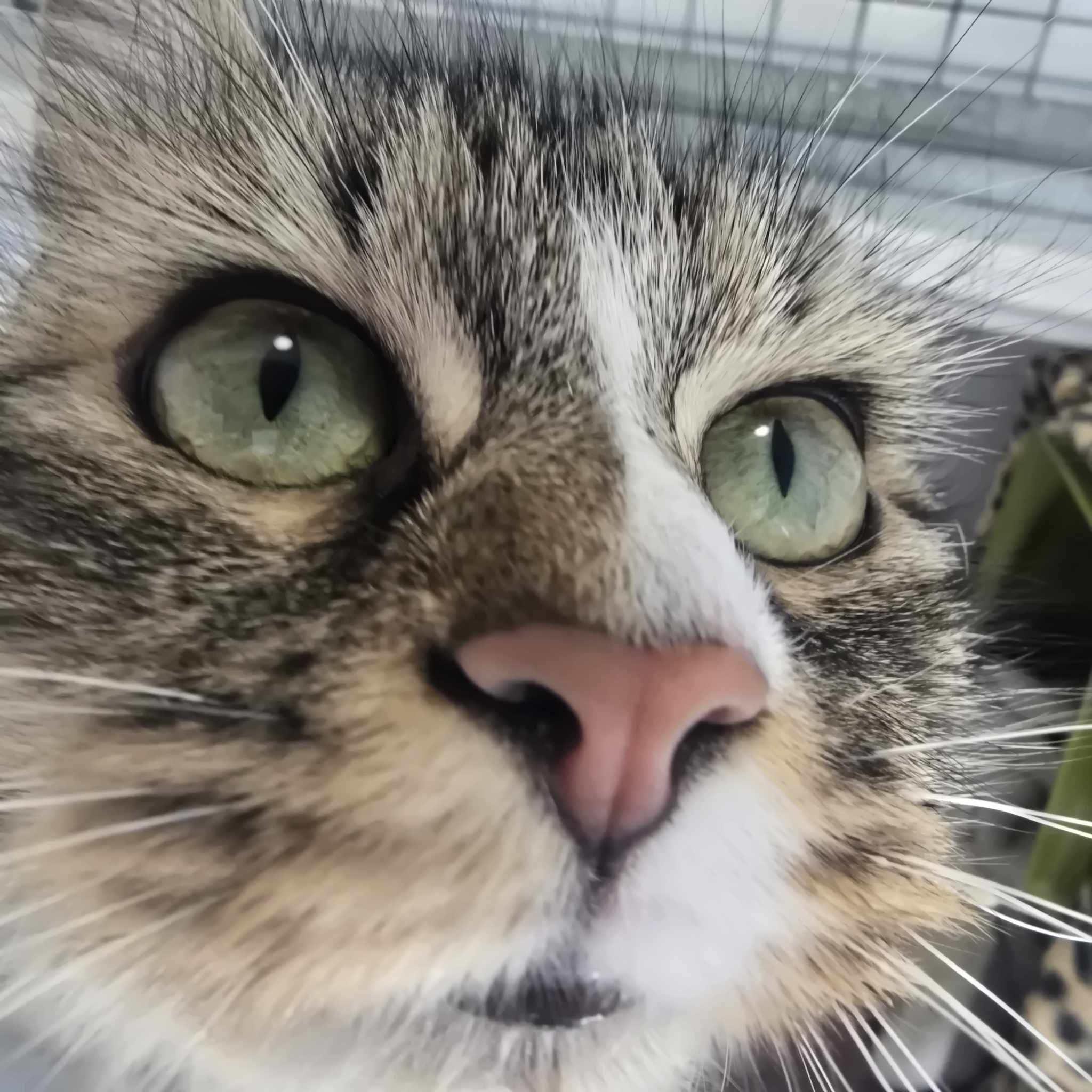 Daisy- 2 Year Old Female- RESERVED