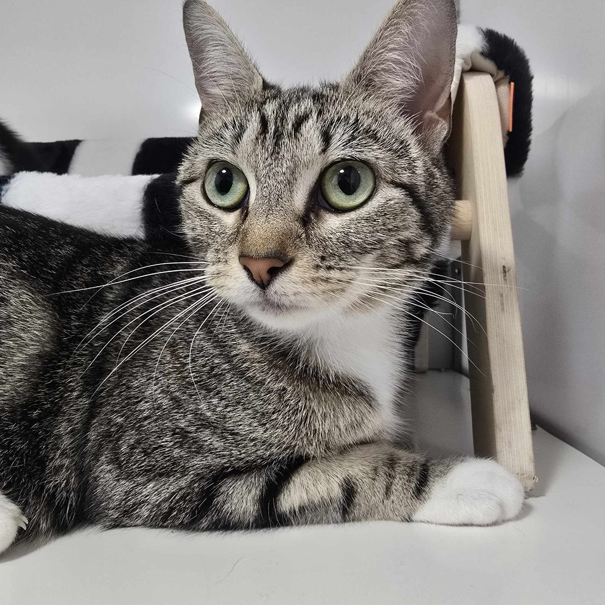 Petal- 2 Year Old Female- RESERVED