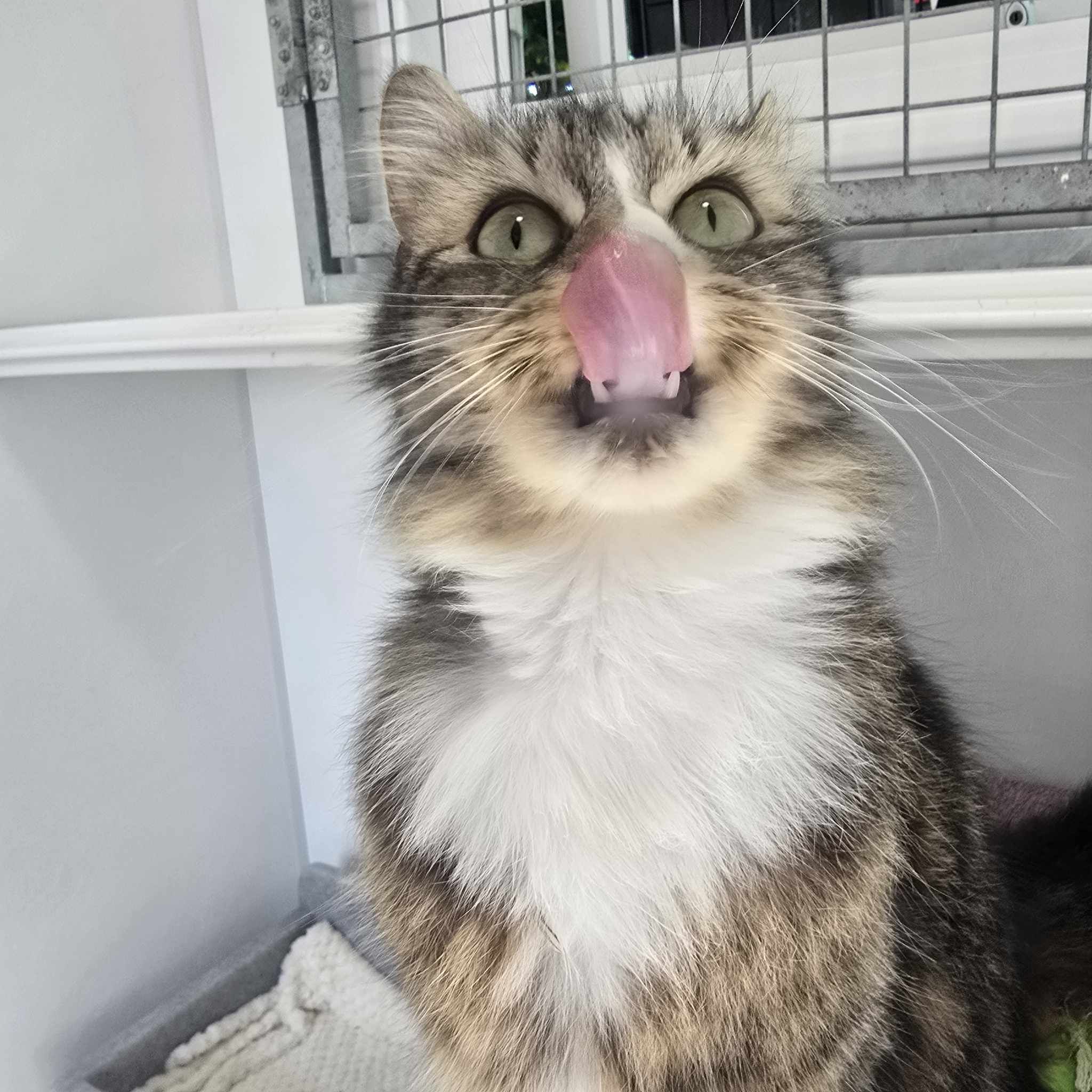 Daisy- 2 Year Old Female- RESERVED
