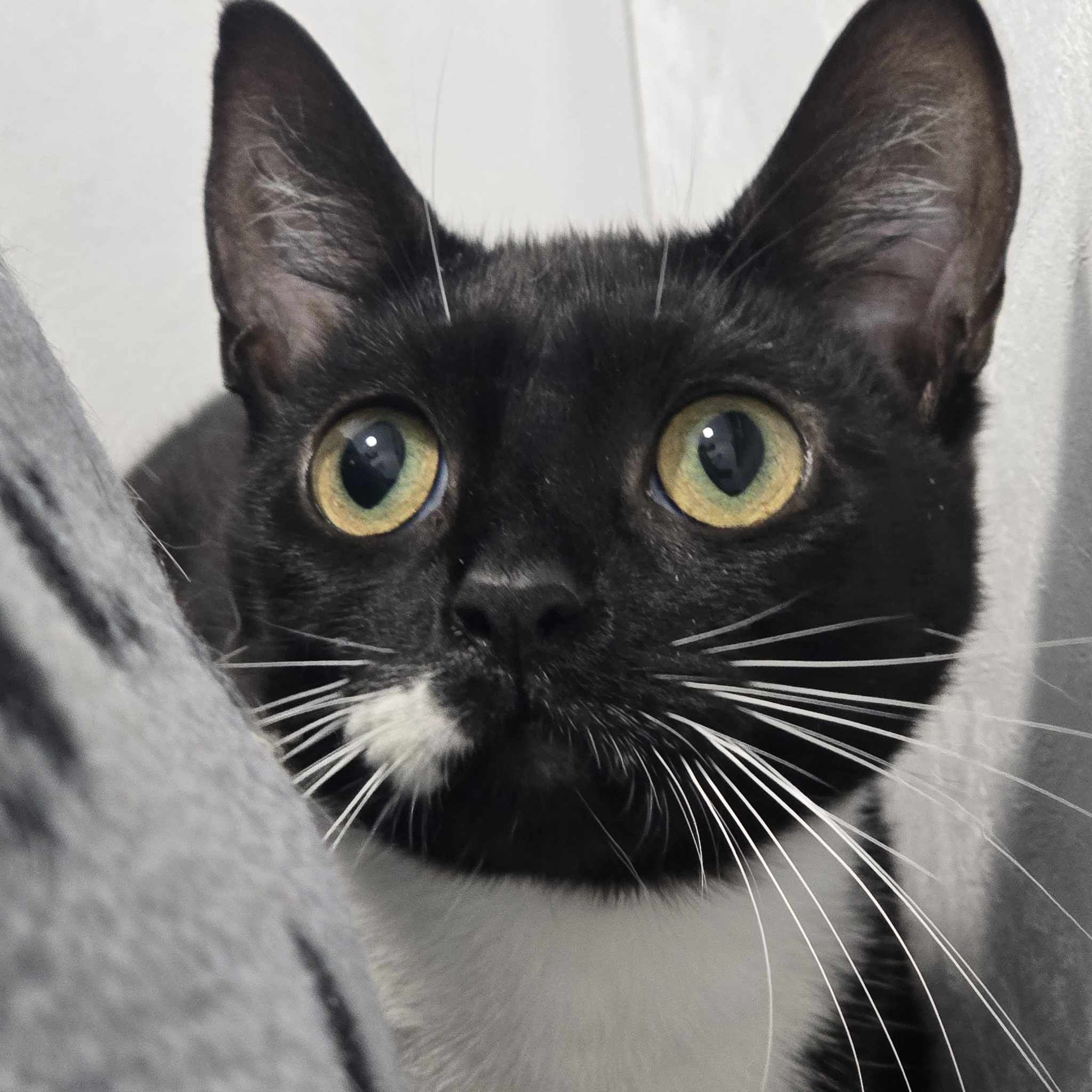 Oreo- 1 Year Old Female