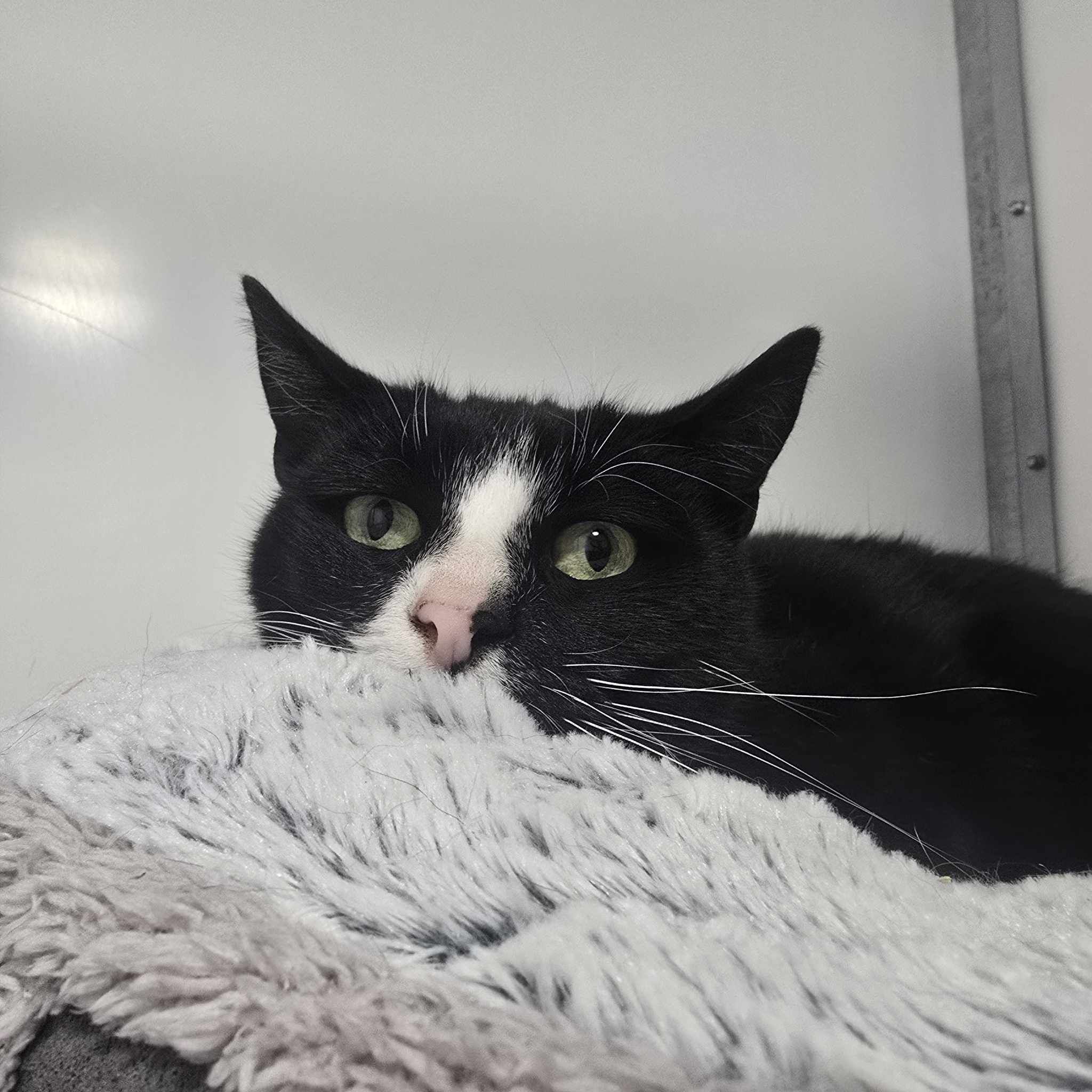 Ziggy- 2 Year Old Male