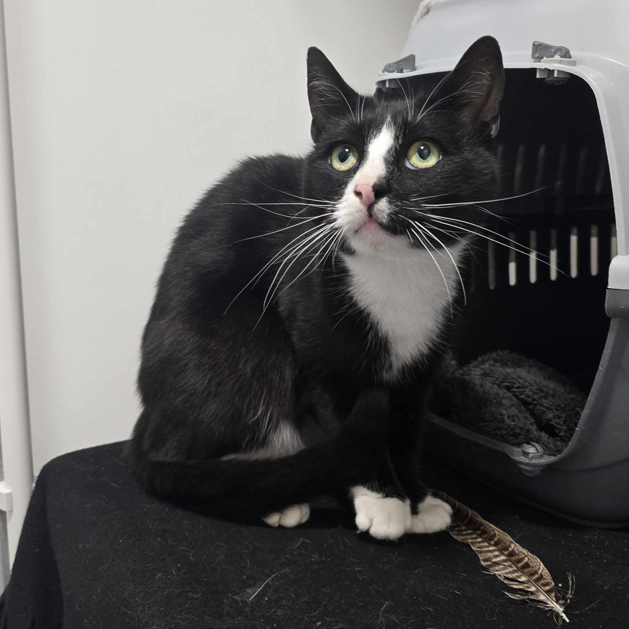 Ziggy- 2 Year Old Male