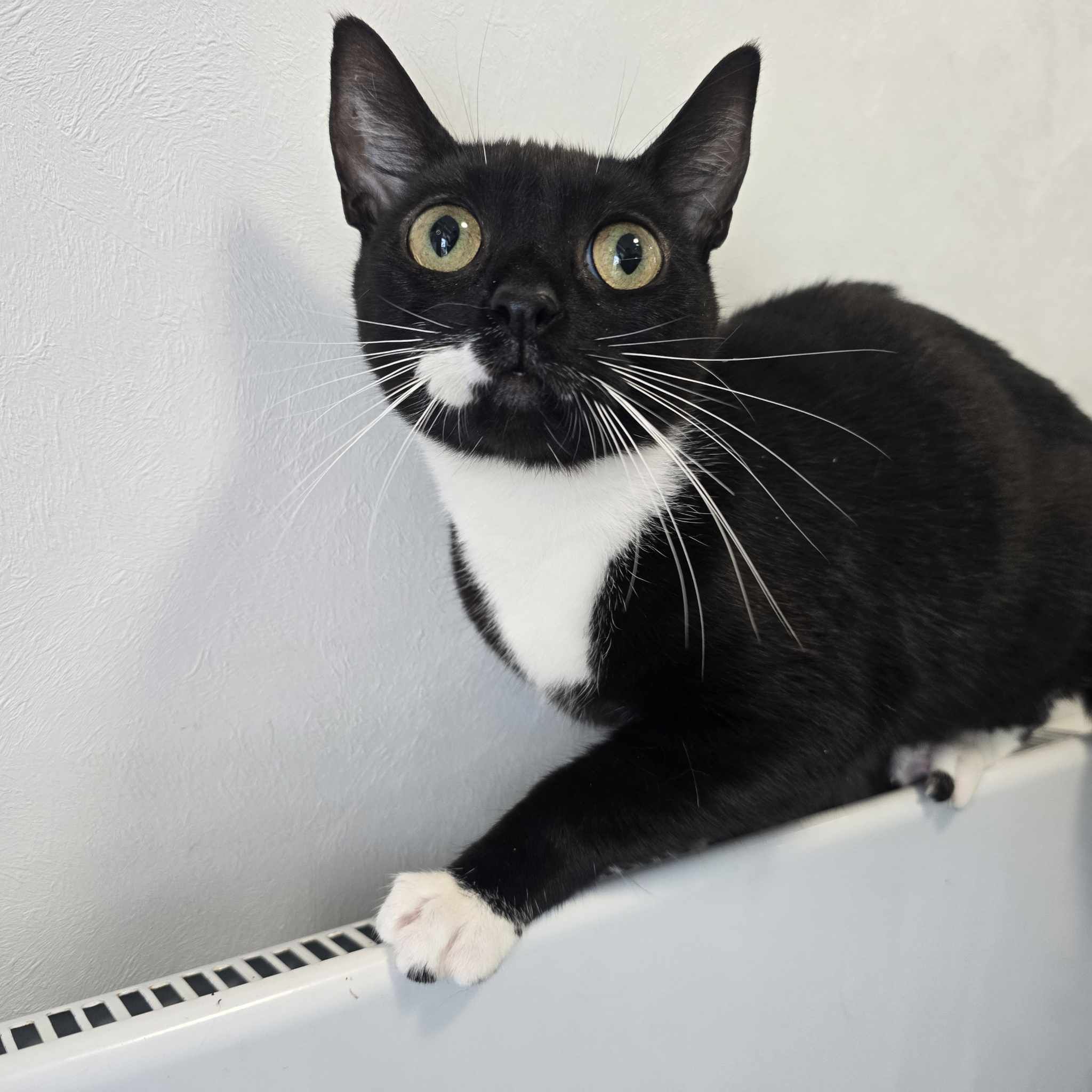 Oreo- 1 Year Old Female