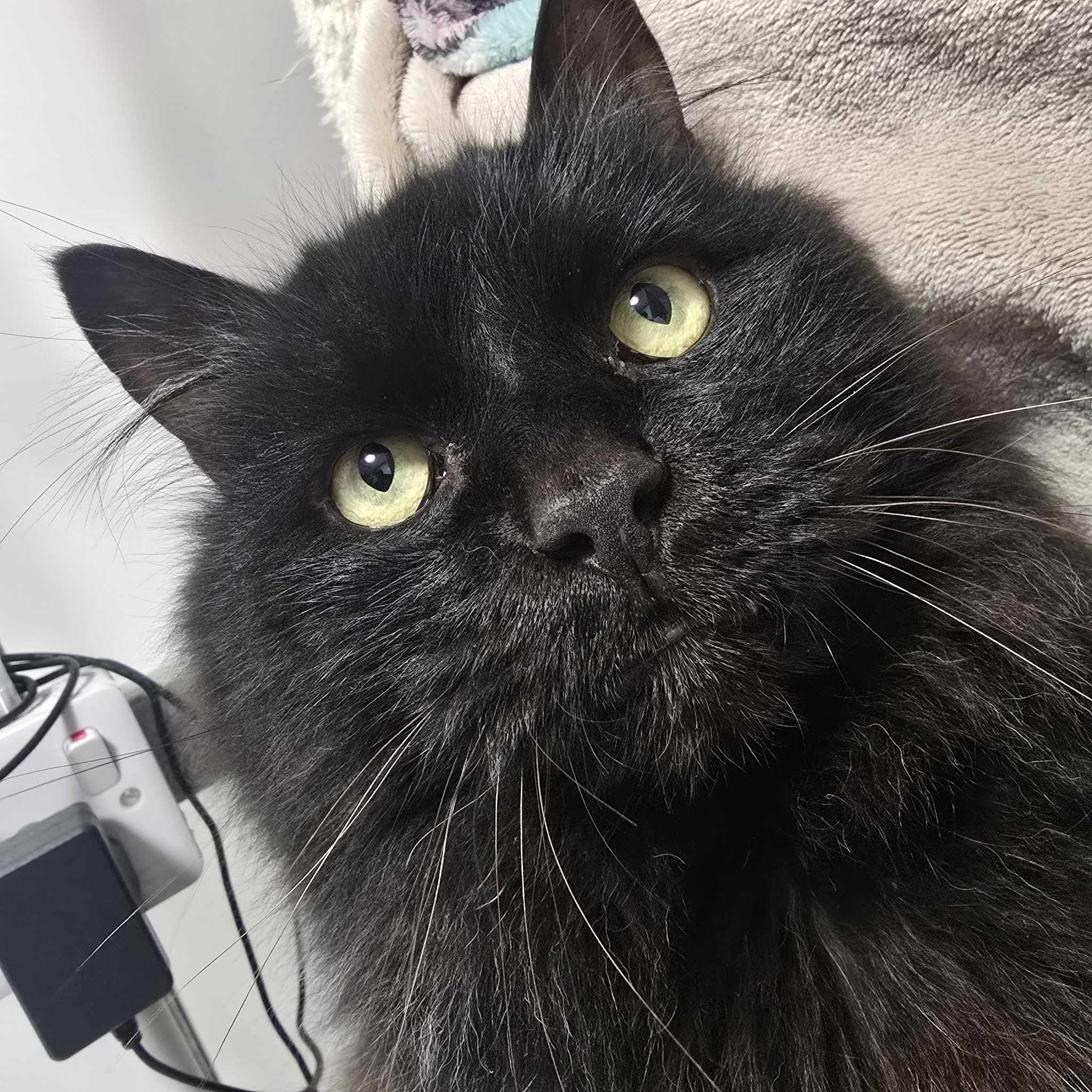 Enzo  7 Year Old Male (RESERVED)
