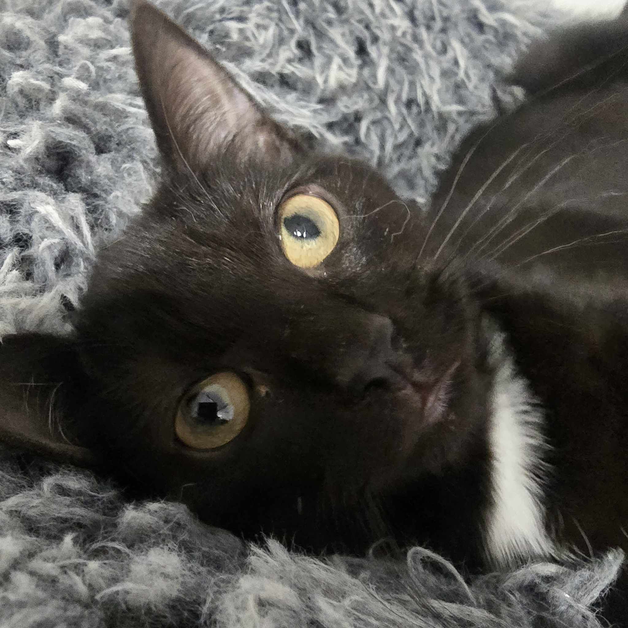 Sherbet – 4 Month Old Female- RESERVED
