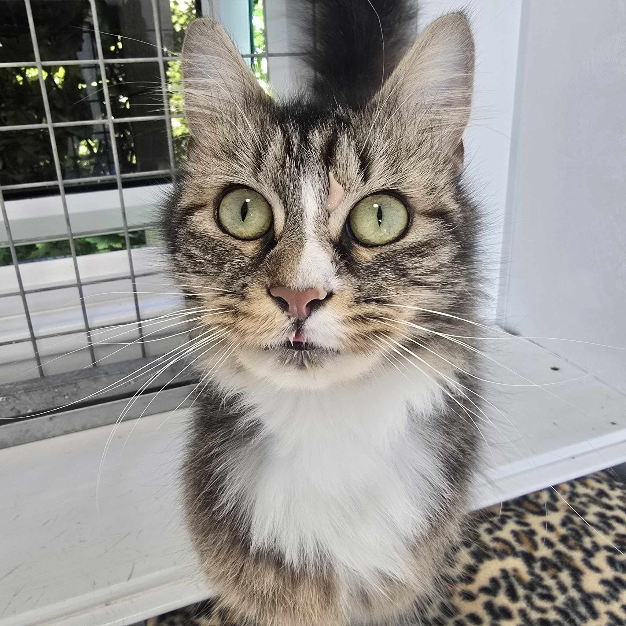 Daisy- 2 Year Old Female- RESERVED