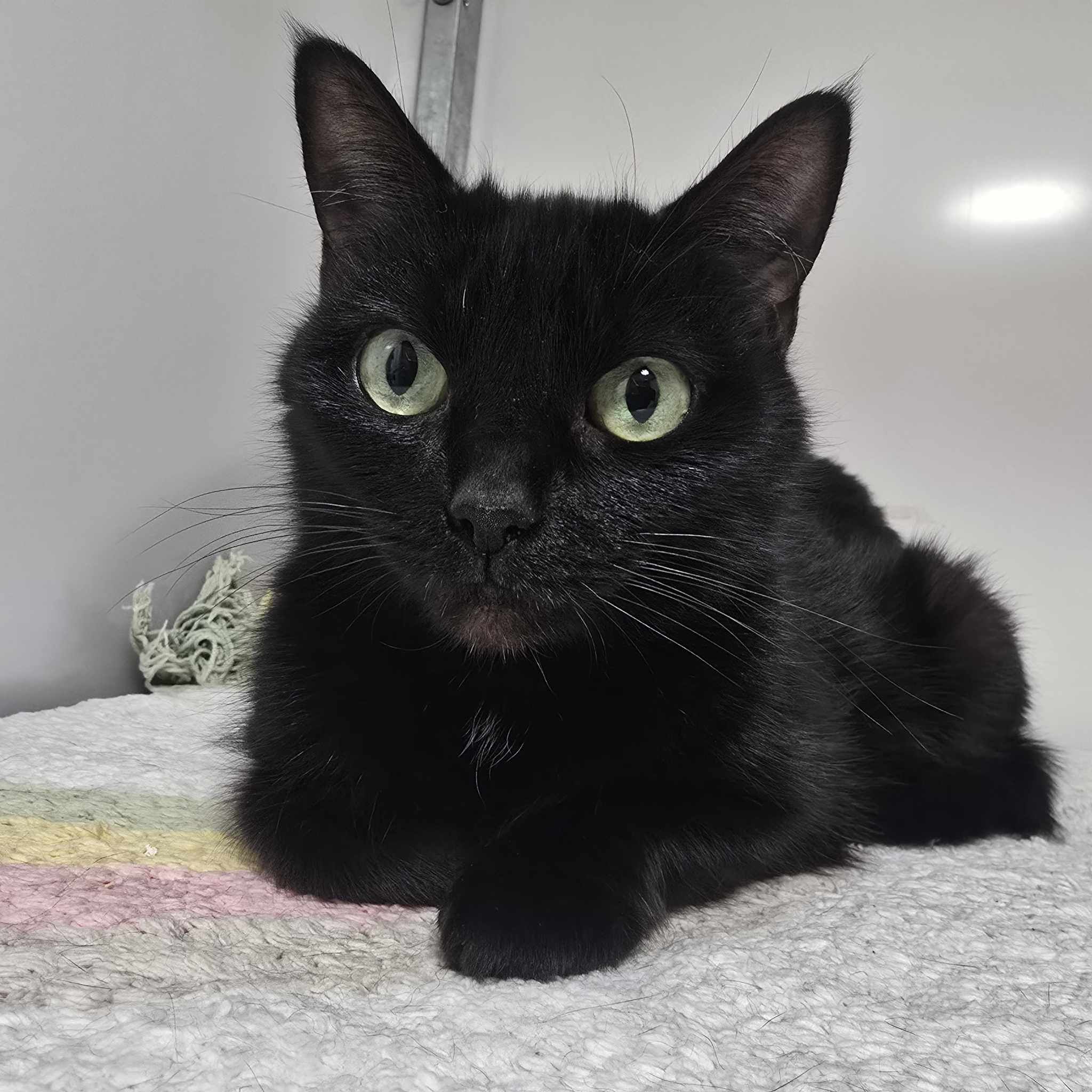 Elena- 3 Year Old Female- RESERVED