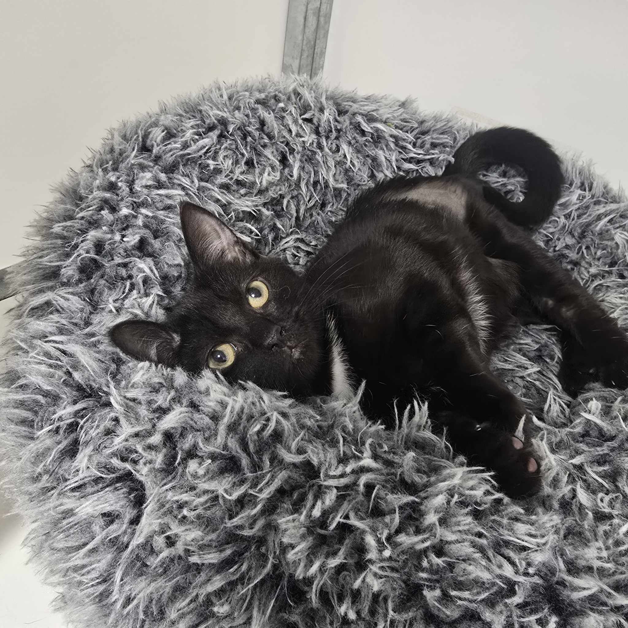 Sherbet – 4 Month Old Female- RESERVED