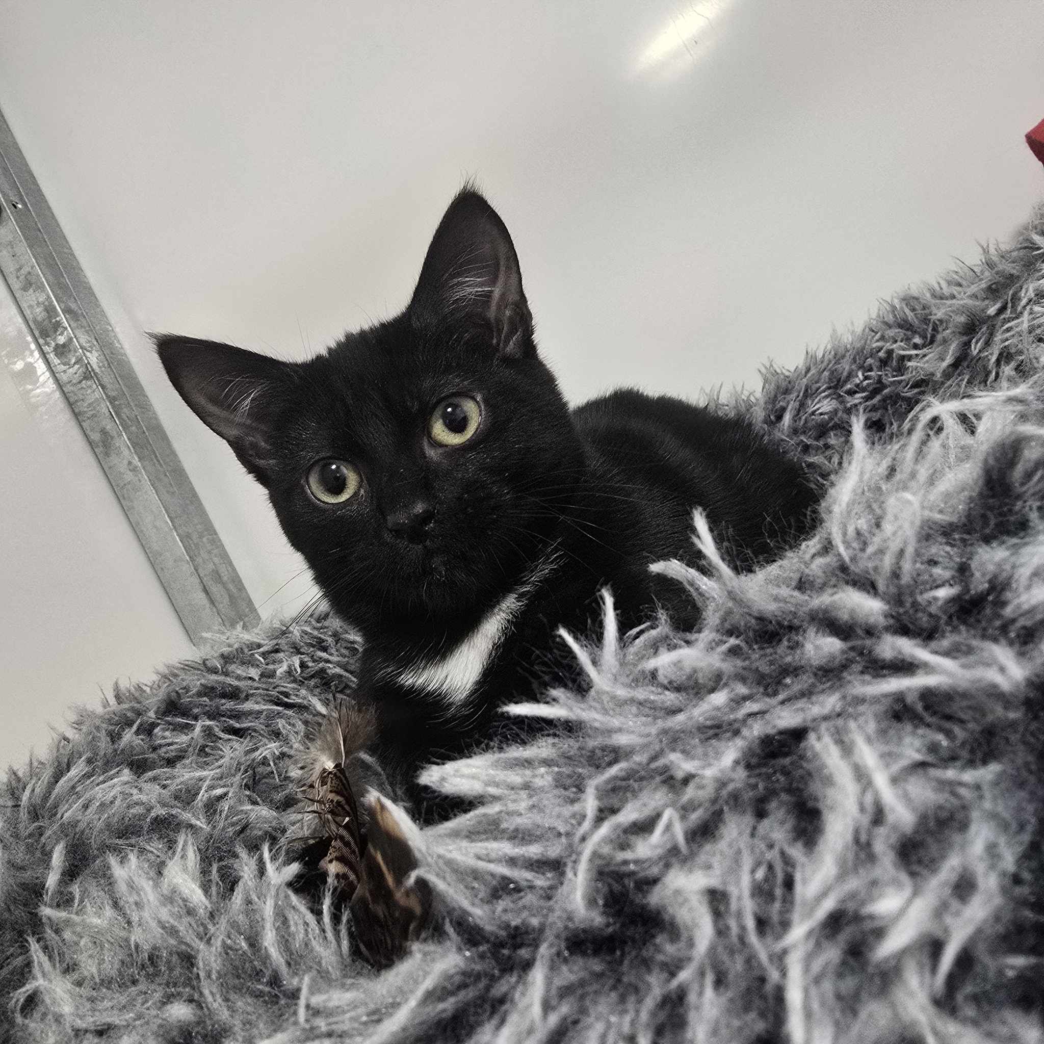 Sherbet – 4 Month Old Female- RESERVED