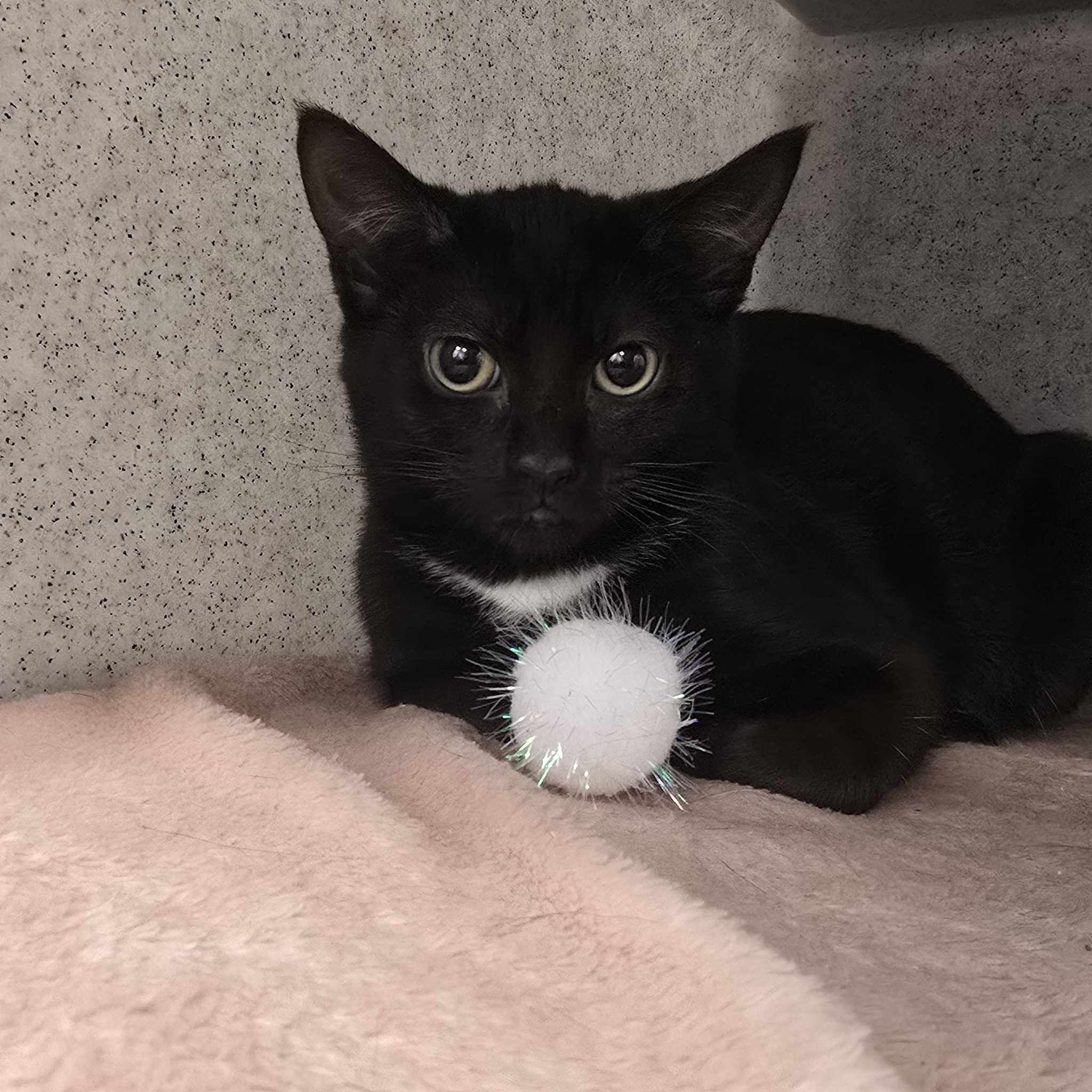 Sherbet – 4 Month Old Female- RESERVED