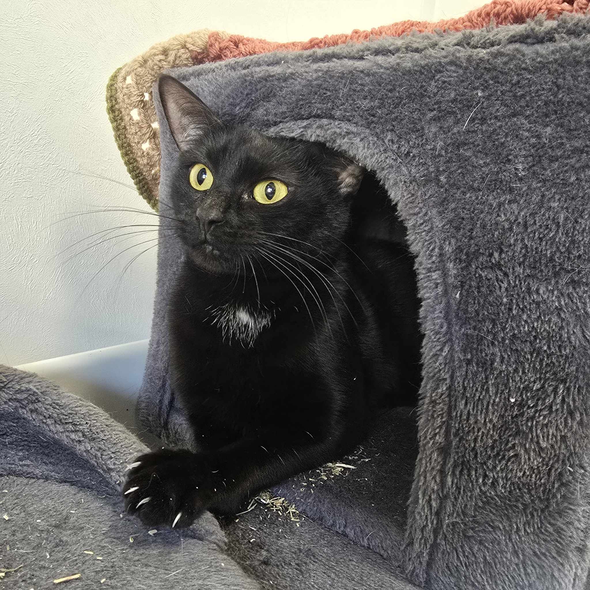 Pear Drop- 3 Year Old Female- RESERVED