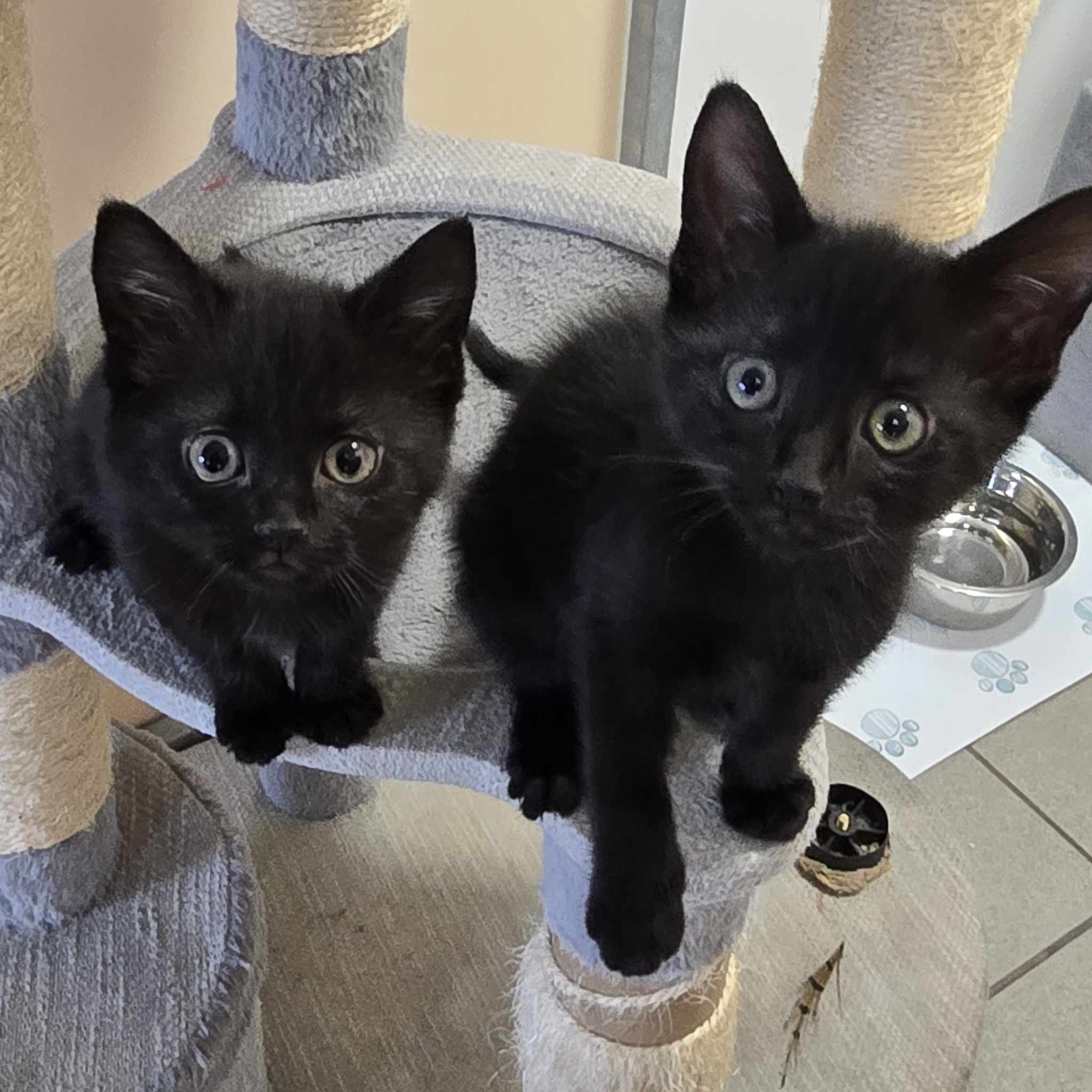 Bonnie and Damon- 9 week Old Female and Male