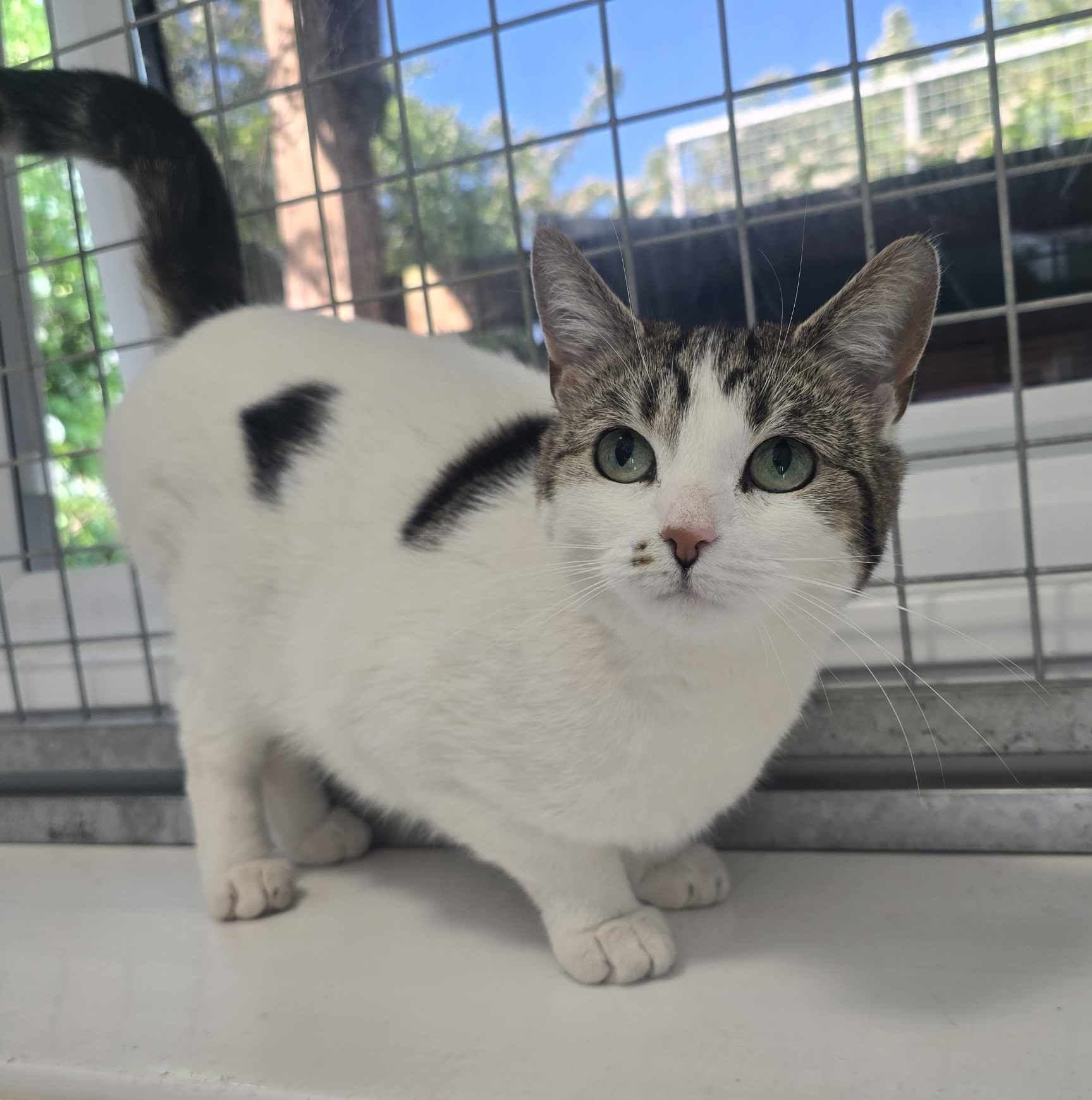Plinky- 5 Year Old Female