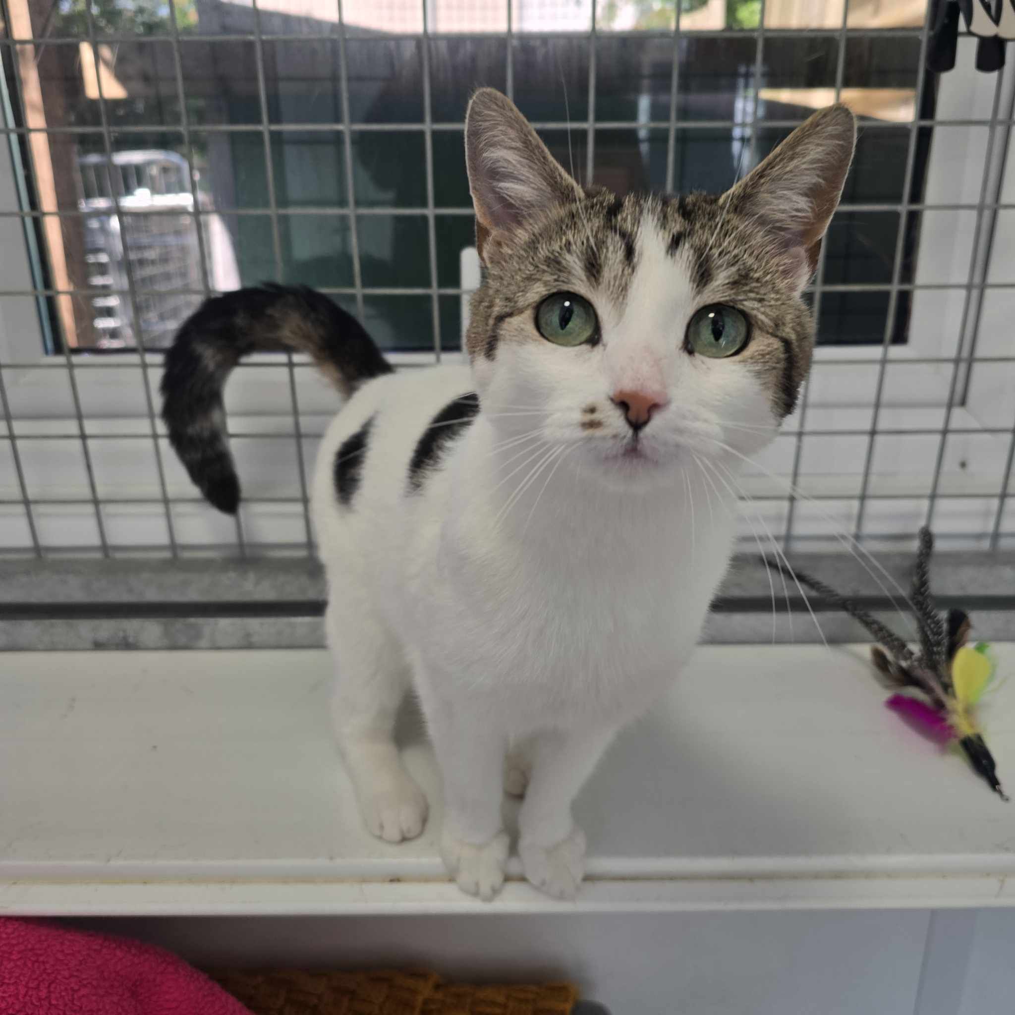 Plinky- 5 Year Old Female
