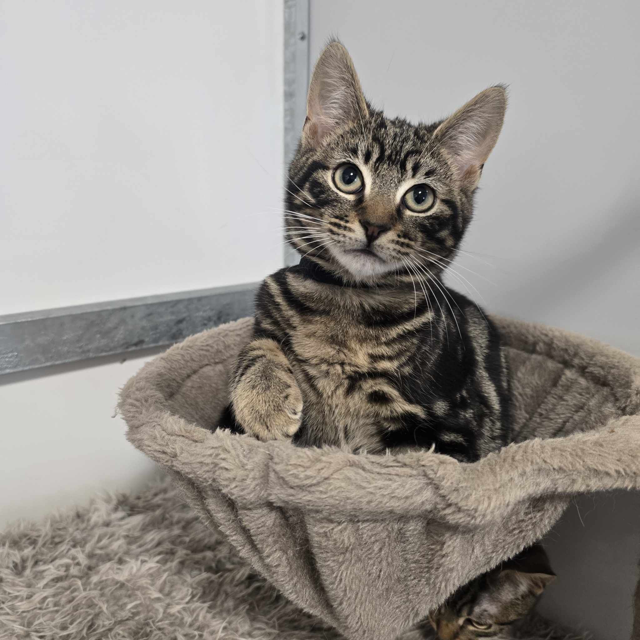 Rhubarb and Custard- 4 Month Old Males- MEETING BOOKED