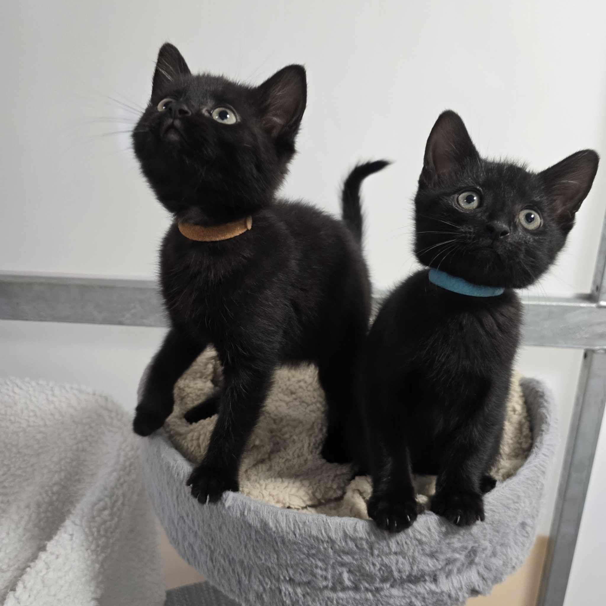 Bonnie and Damon- 9 week Old Female and Male