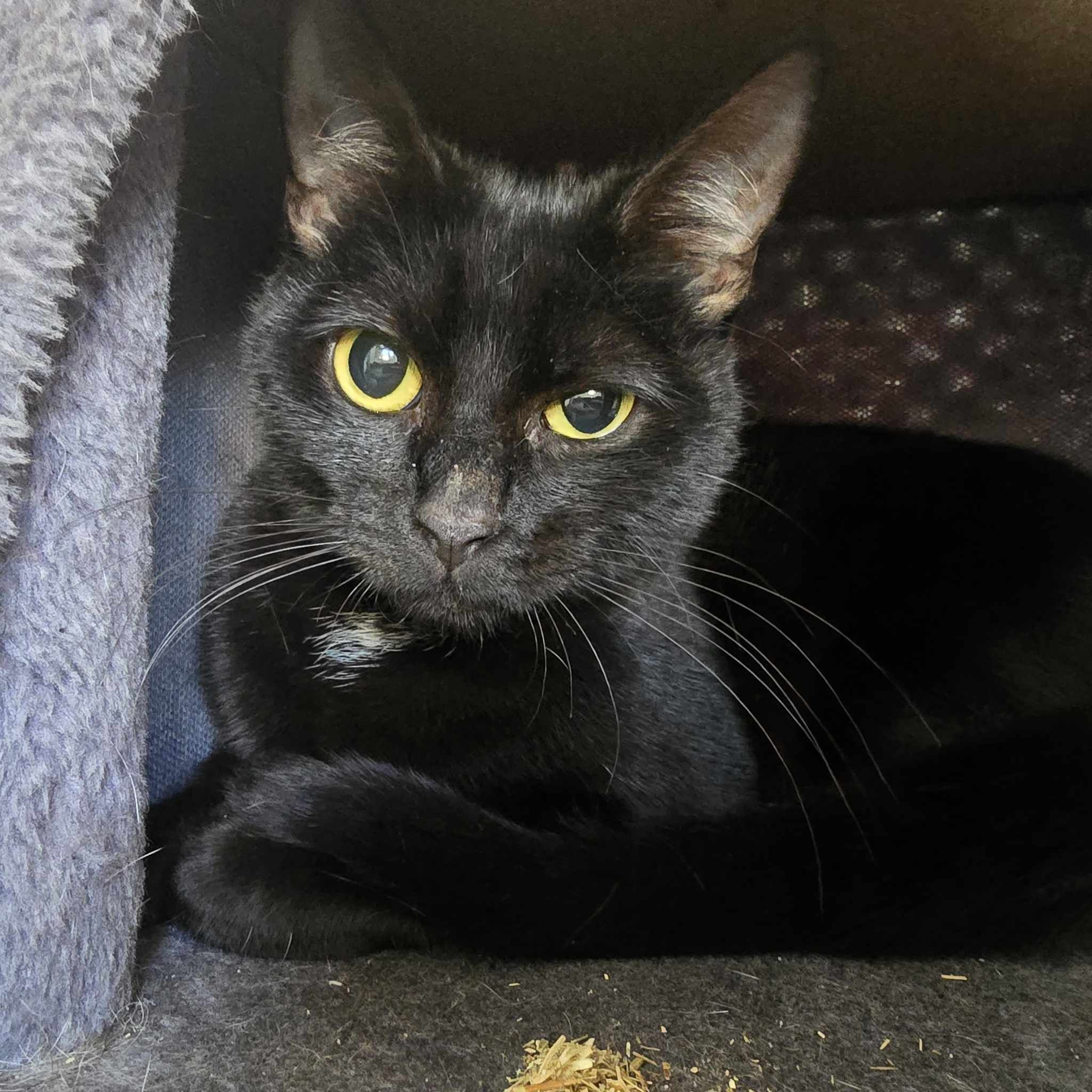 Pear Drop- 3 Year Old Female- RESERVED
