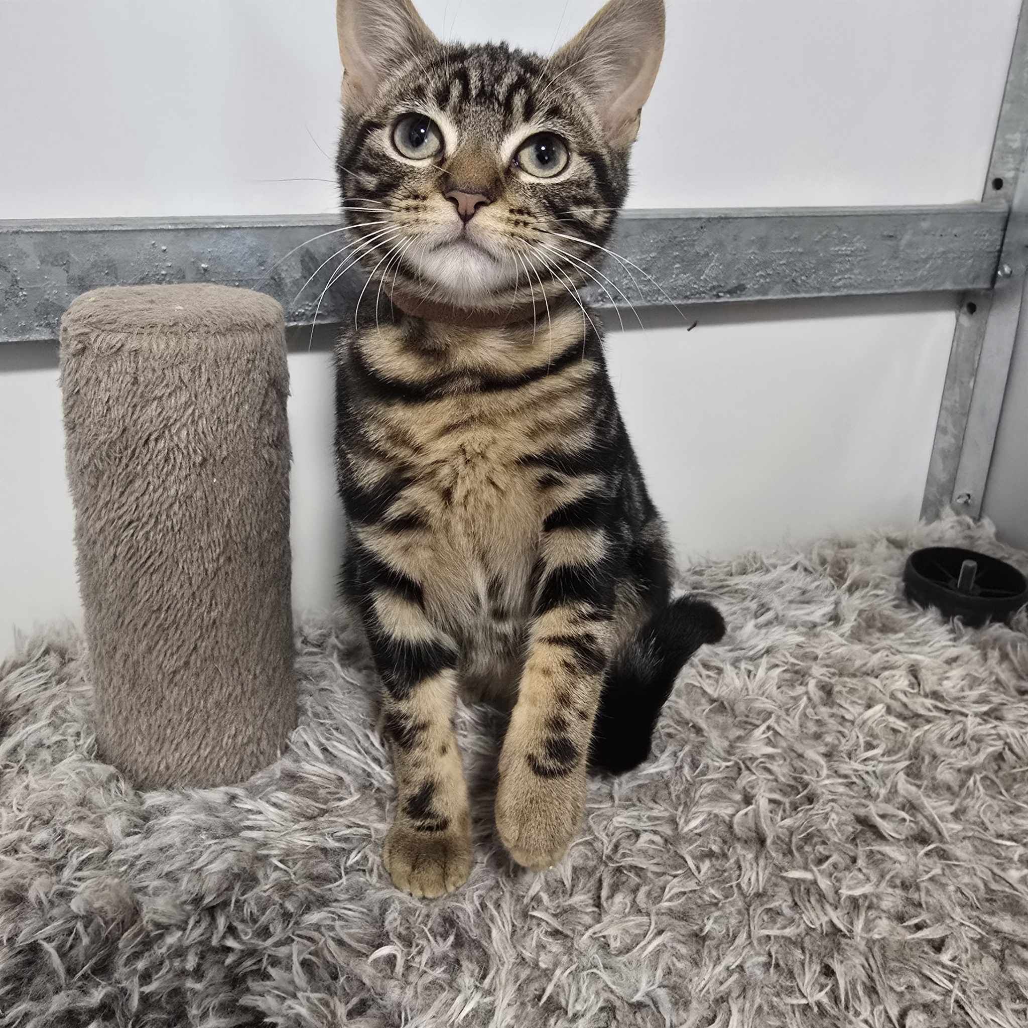 Rhubarb and Custard- 4 Month Old Males- MEETING BOOKED