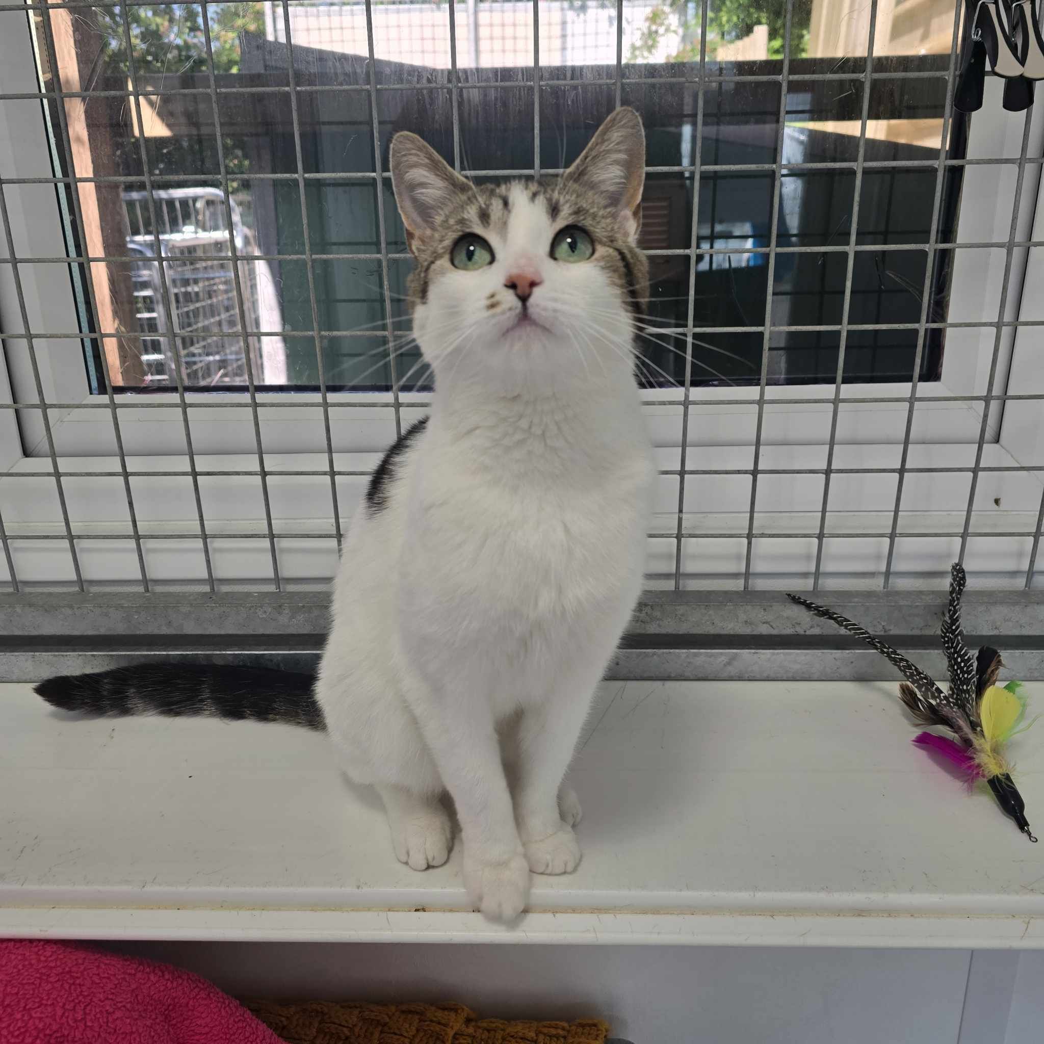 Plinky- 5 Year Old Female