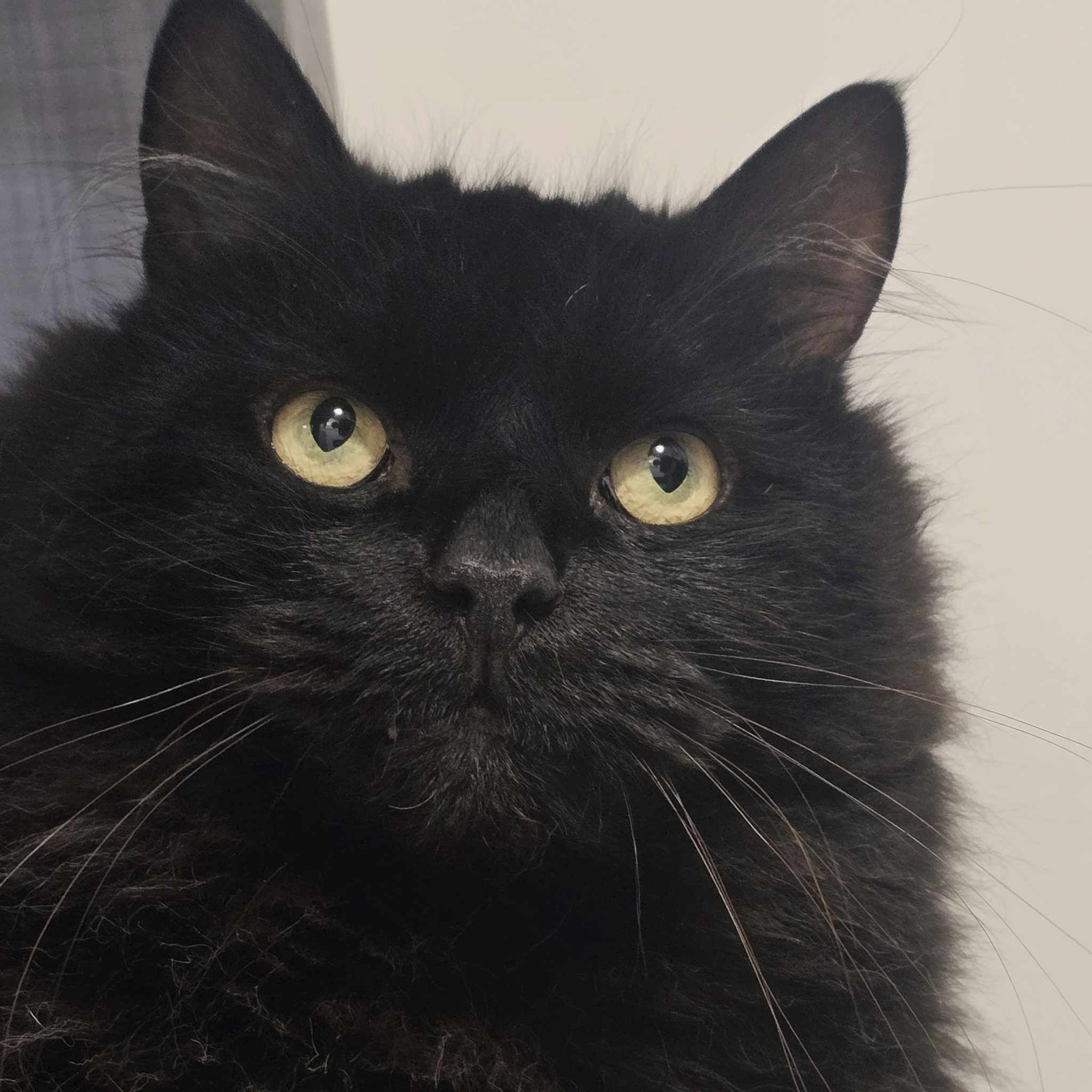 Enzo  7 Year Old Male (RESERVED)
