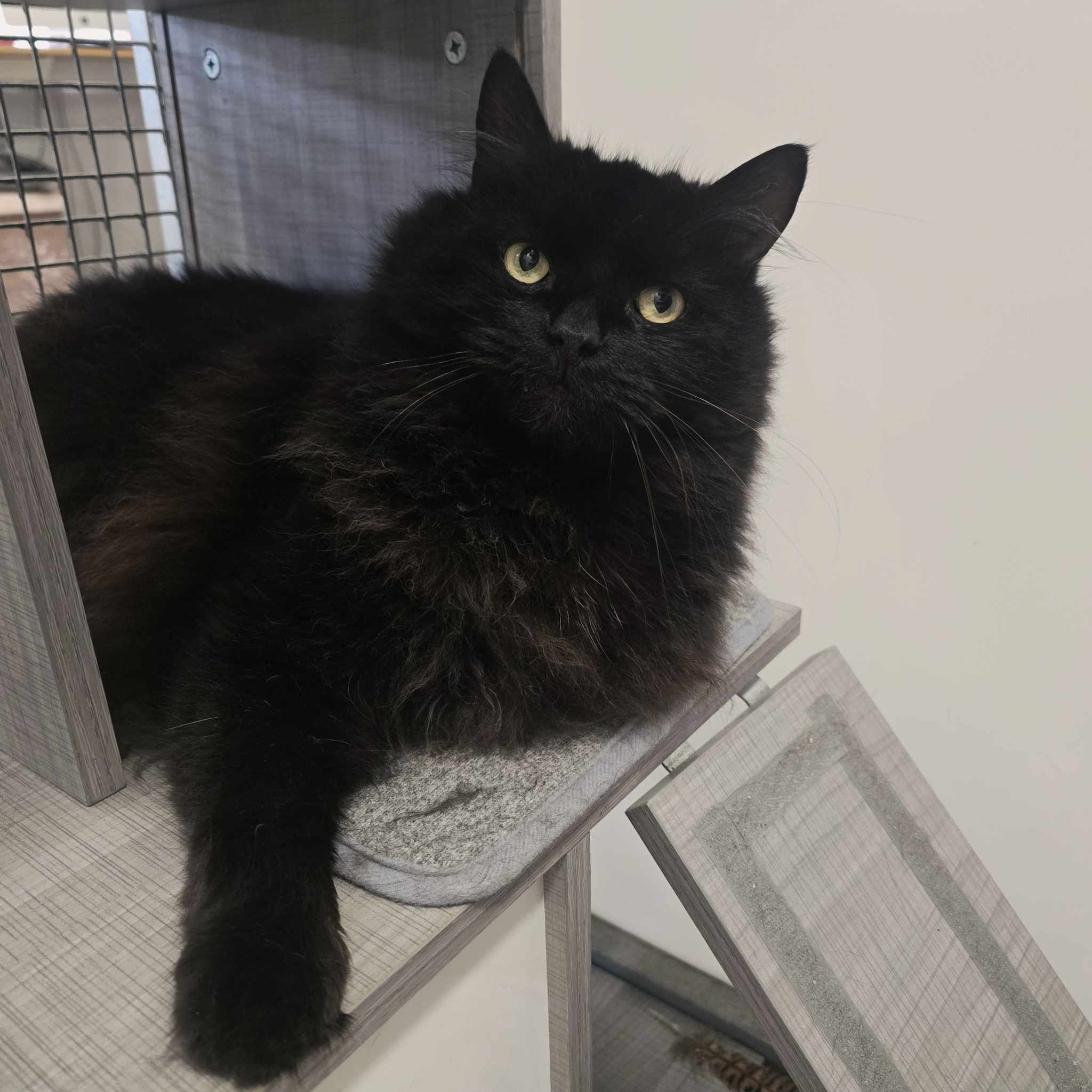 Enzo  7 Year Old Male (RESERVED)