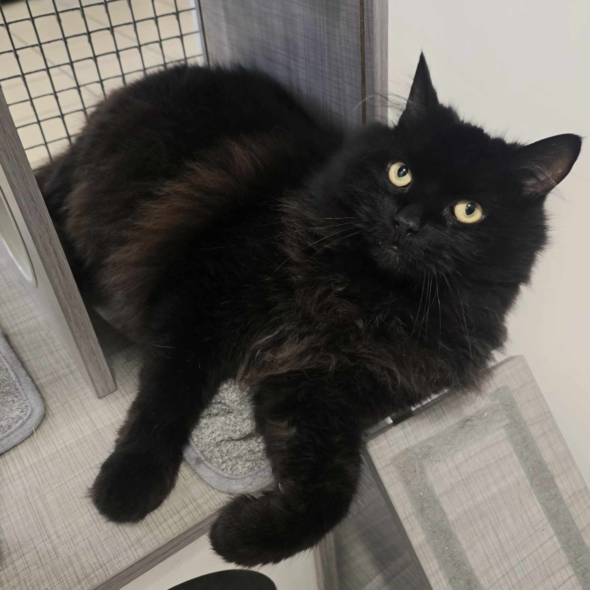 Enzo  7 Year Old Male (RESERVED)