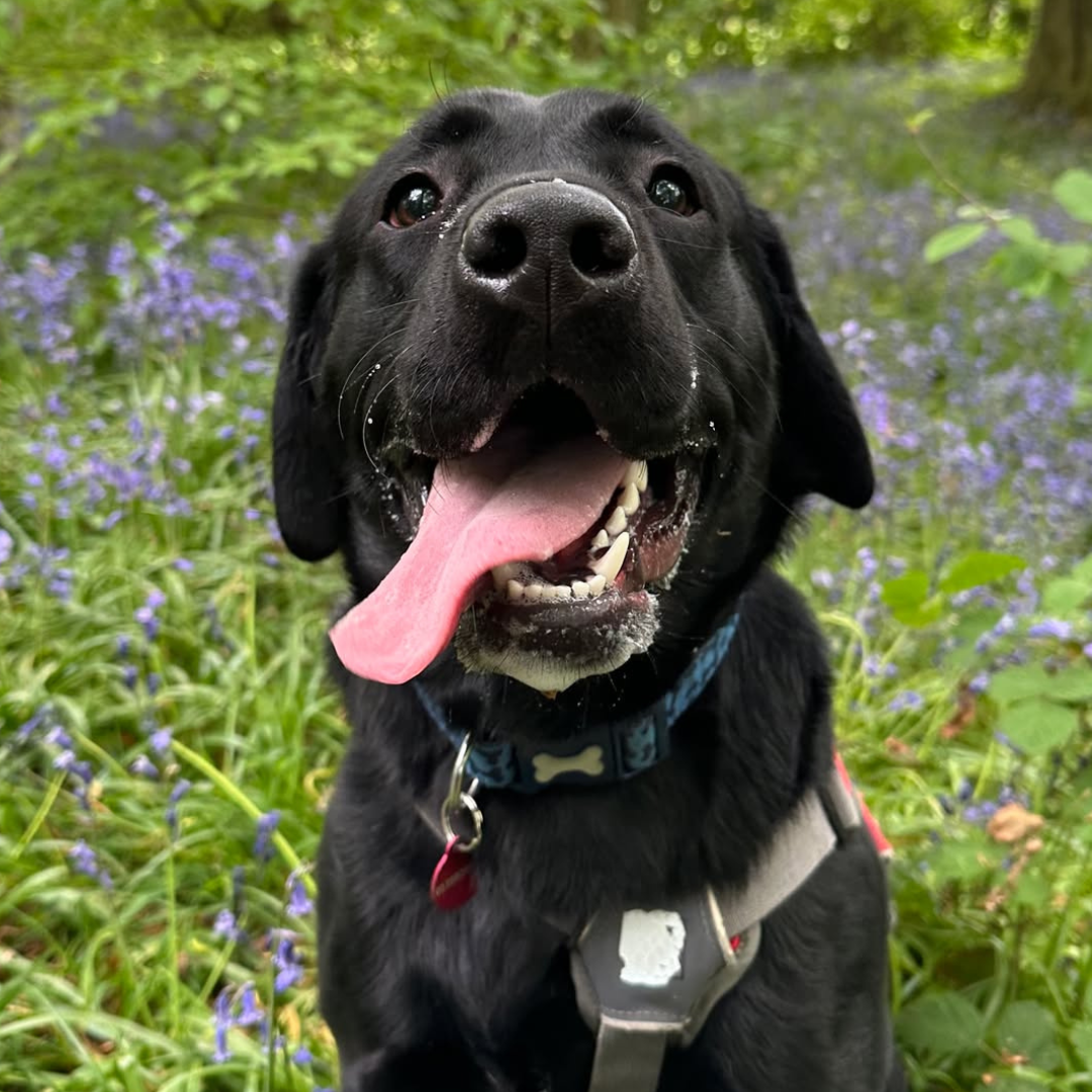 Milo – 1 Year Old Male – RESERVED