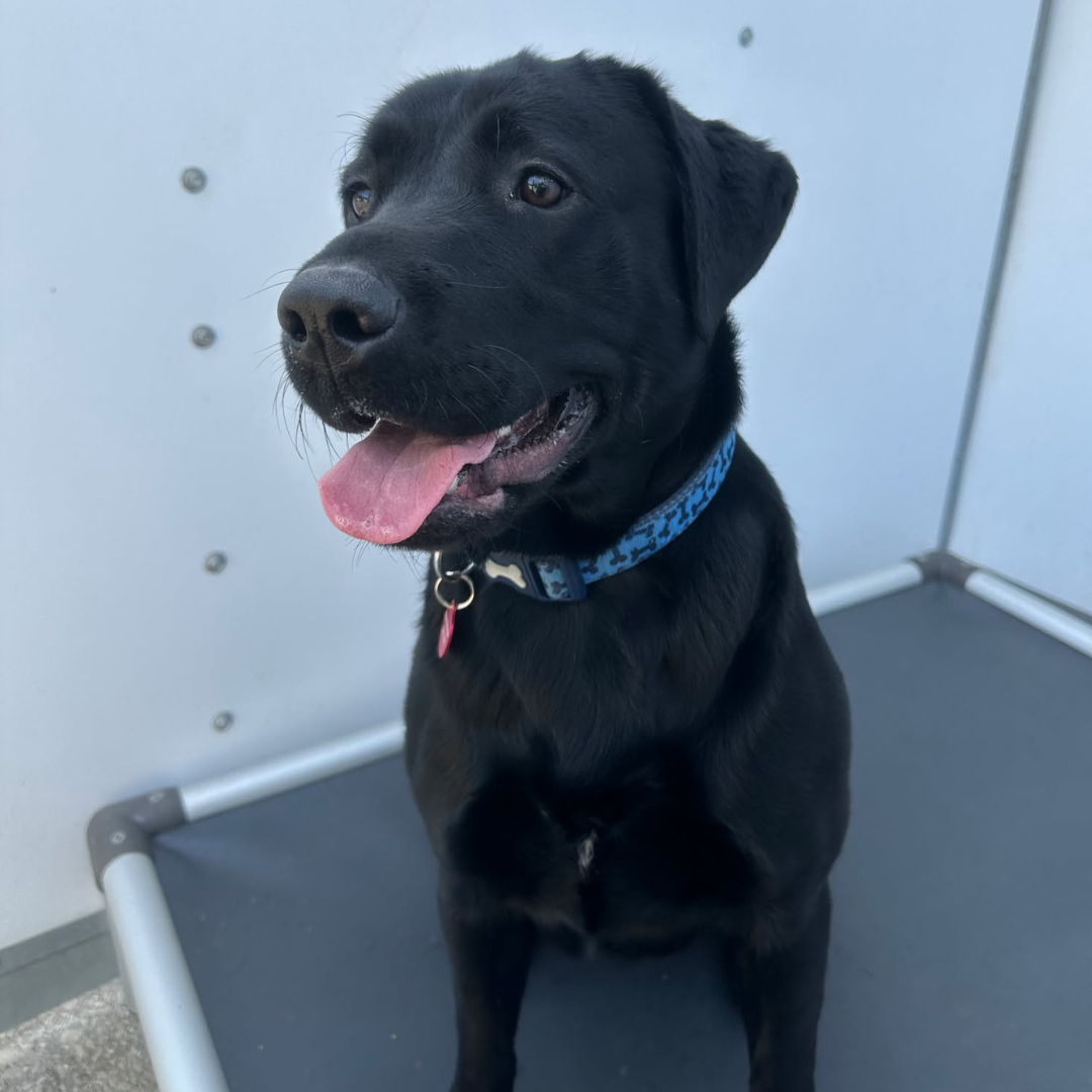 Milo – 1 Year Old Male – RESERVED