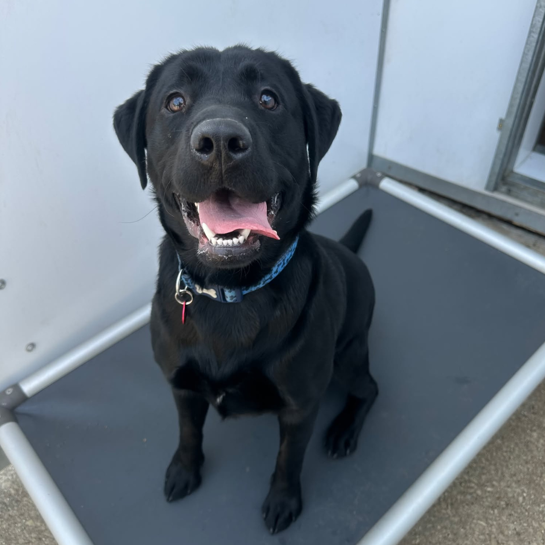 Milo – 1 Year Old Male – RESERVED