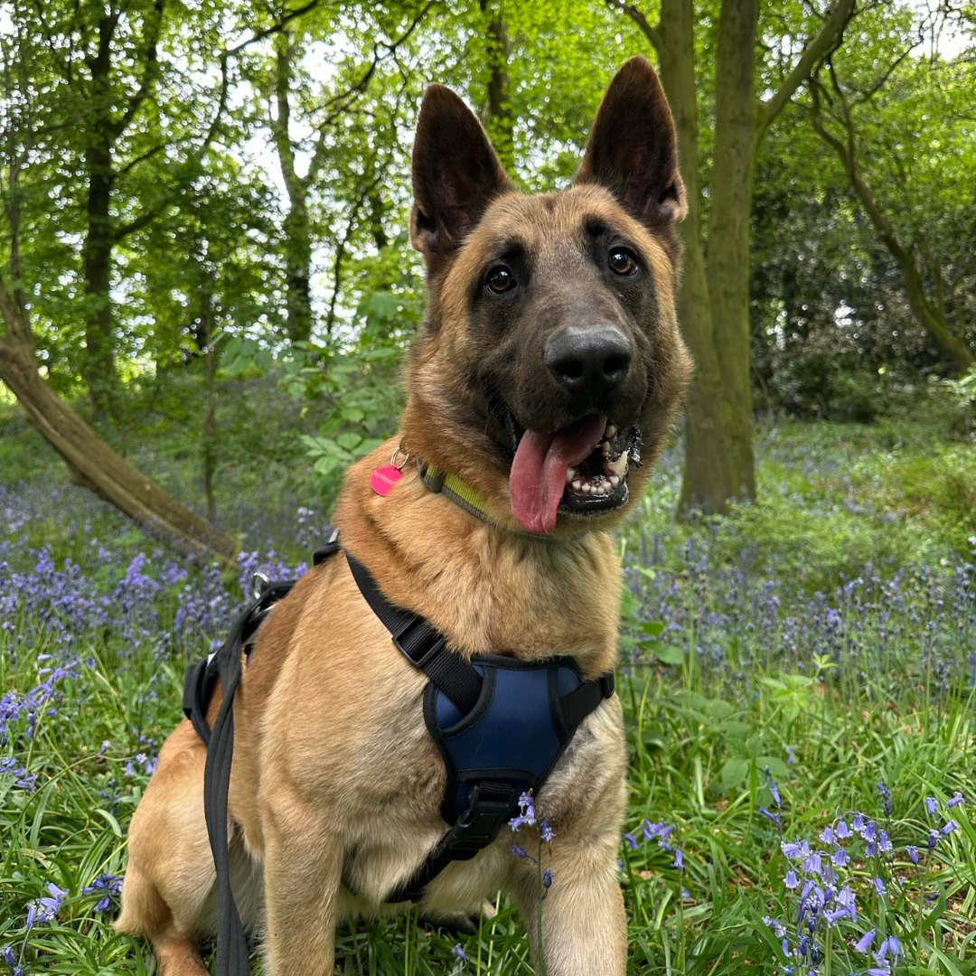 Max – 1 Year 6 Month Old Male – RESERVED
