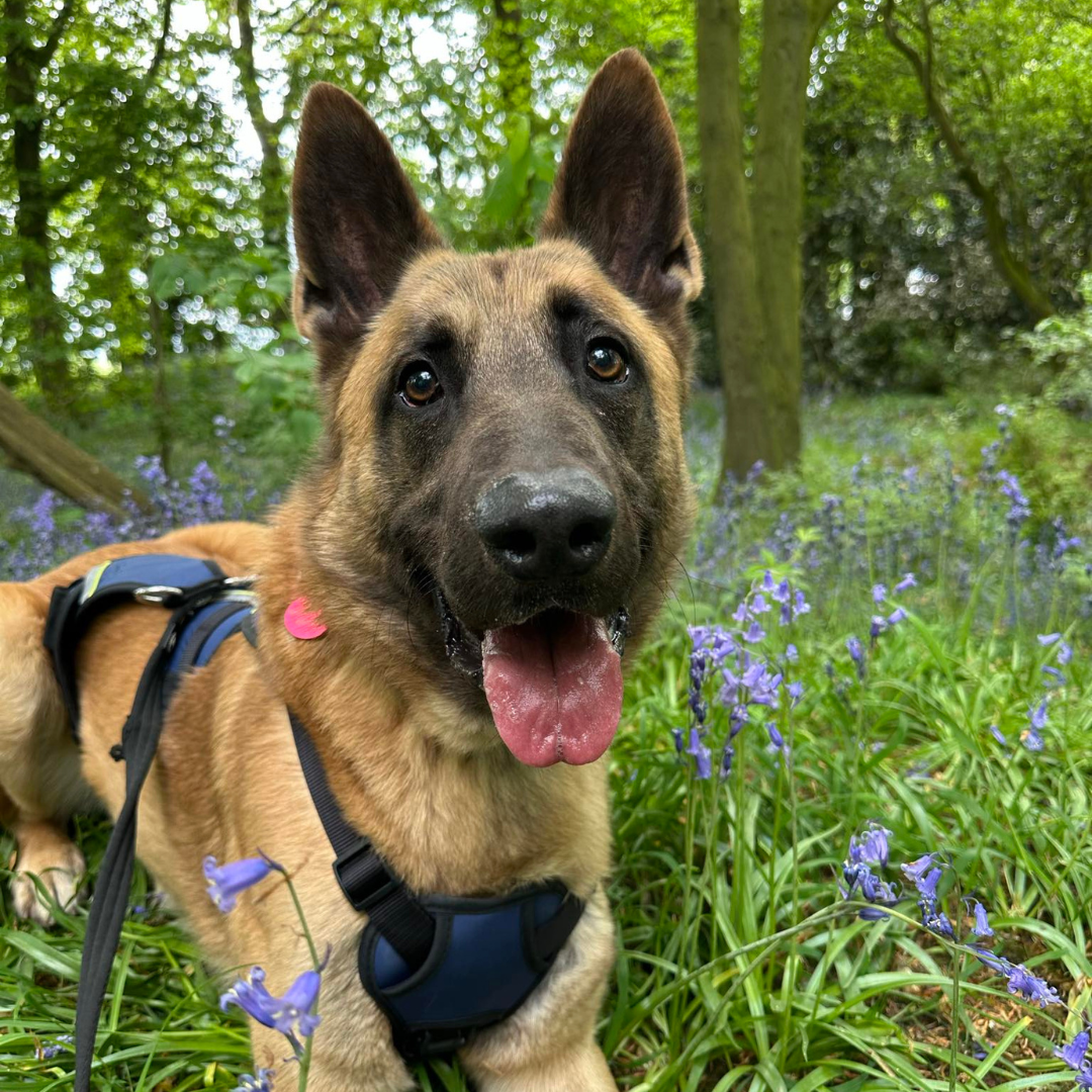 Max – 1 Year 6 Month Old Male – RESERVED
