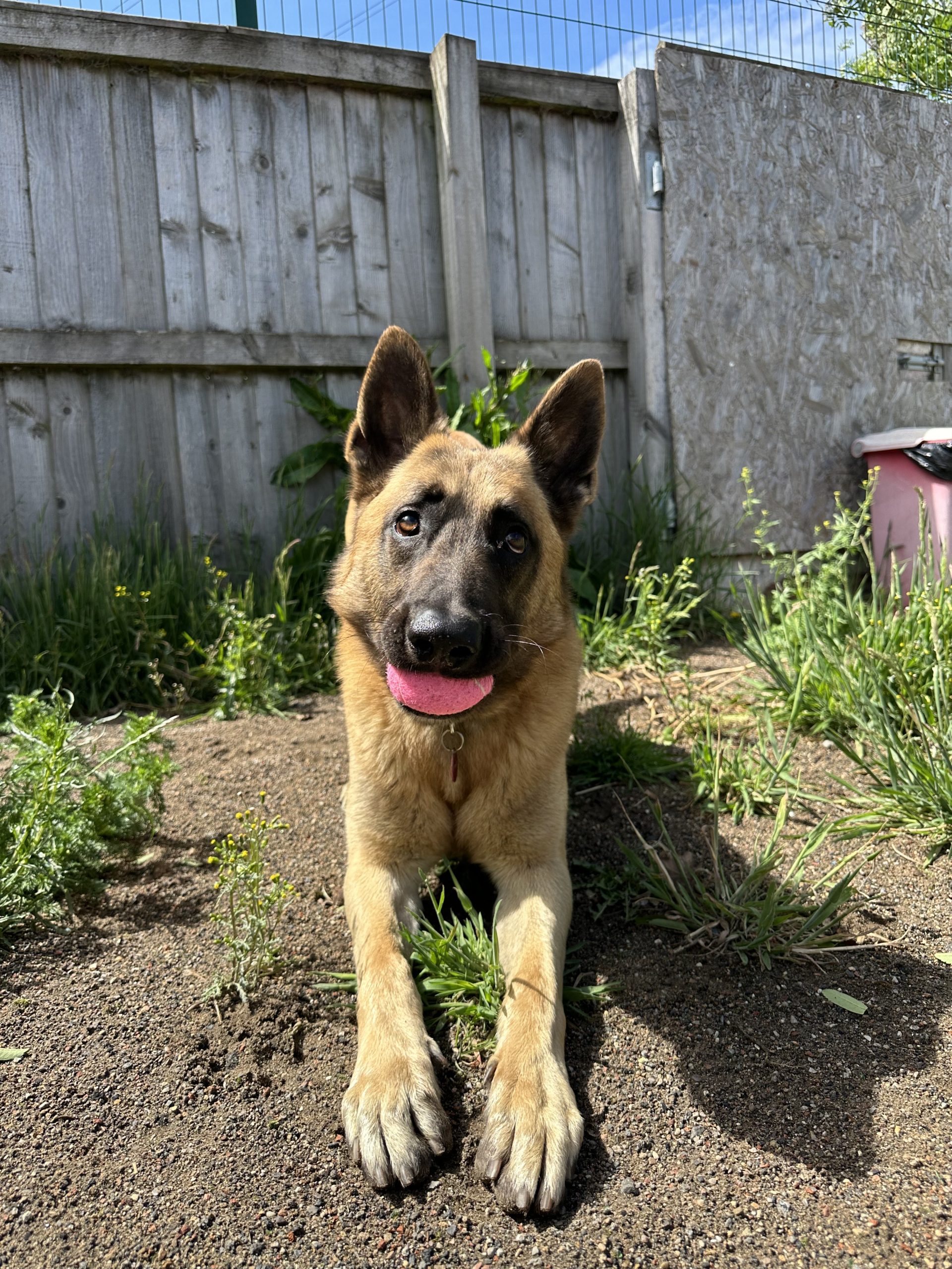 Max – 1 Year 6 Month Old Male – RESERVED