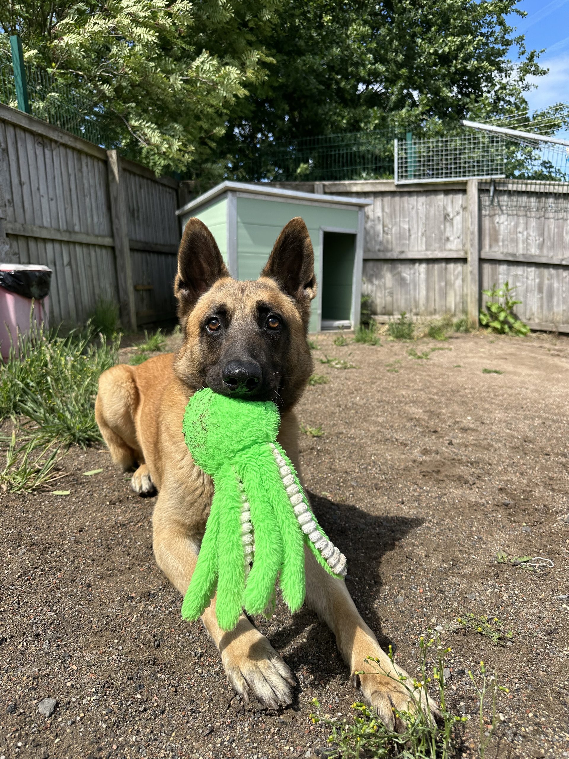 Max – 1 Year 6 Month Old Male – RESERVED