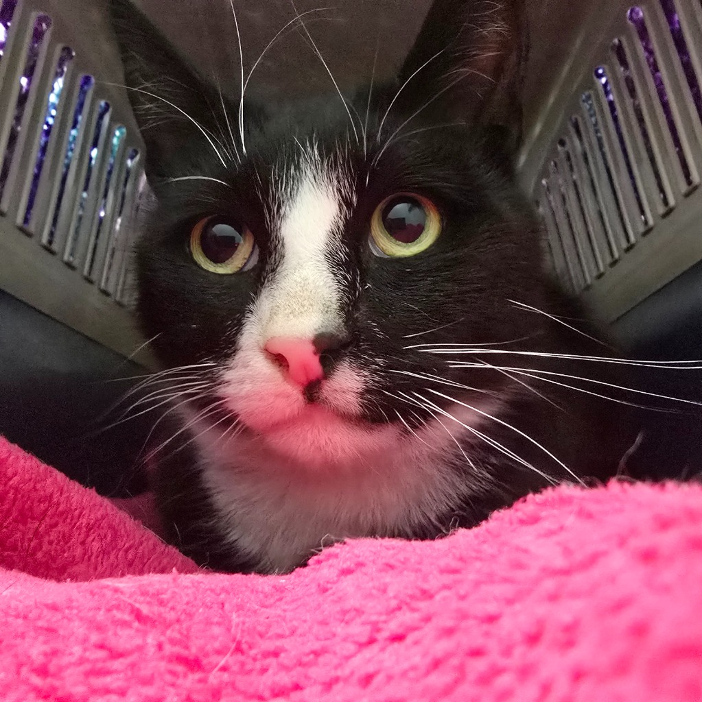 Ziggy- 2 Year Old Male