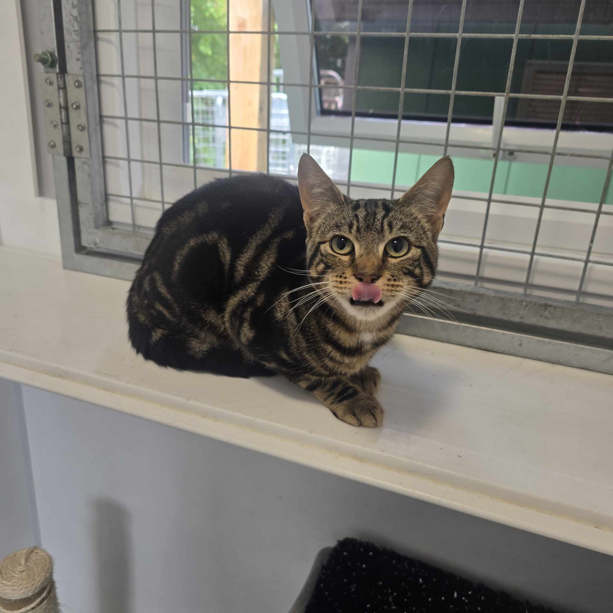 Taco- 2 Year Old Male