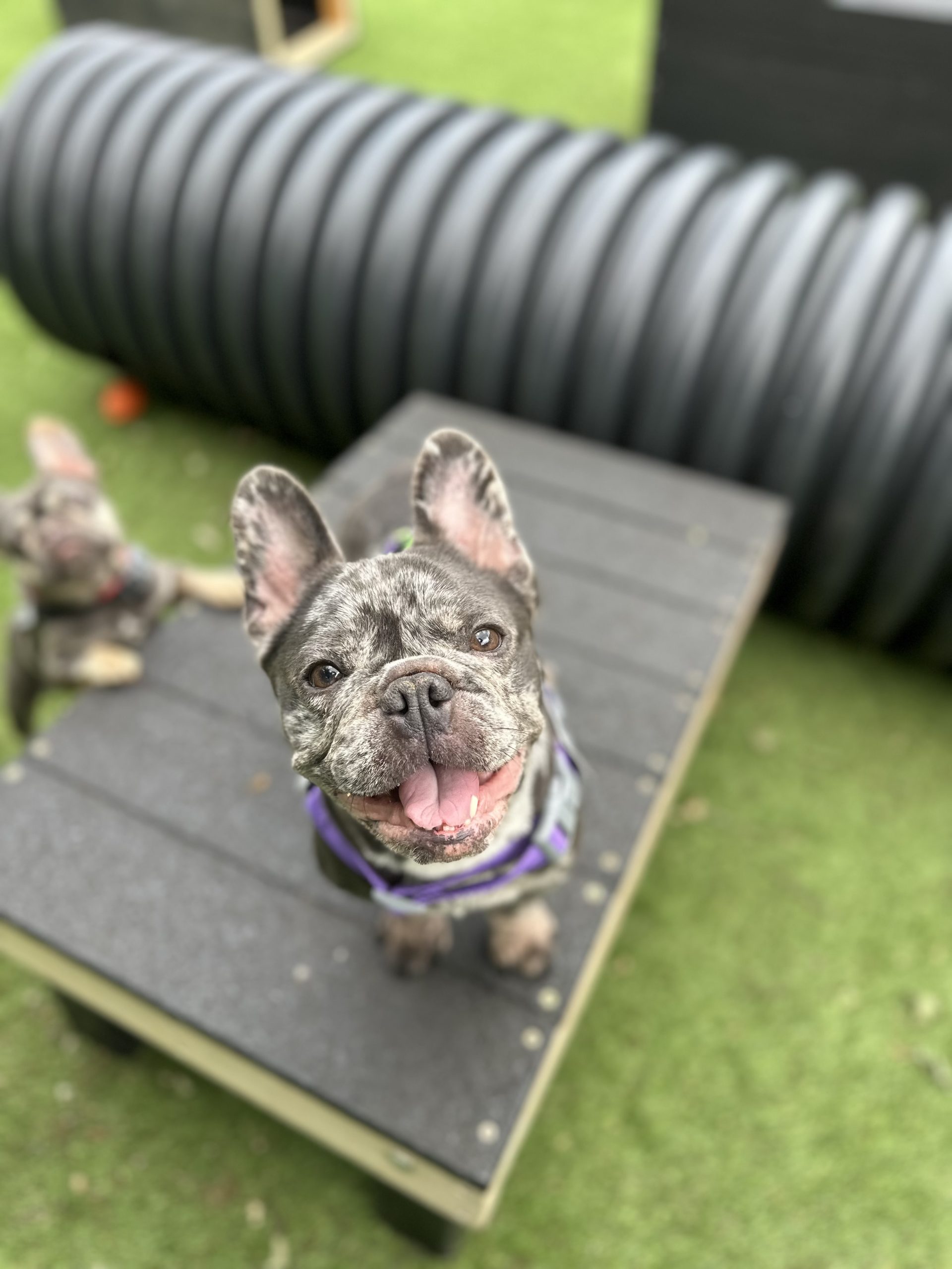 Amira – 1 year old Female RESERVED