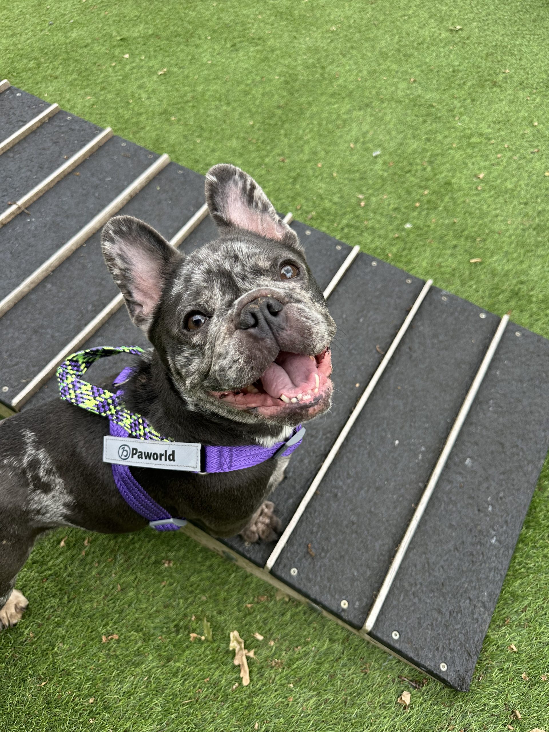 Amira – 1 year old Female RESERVED