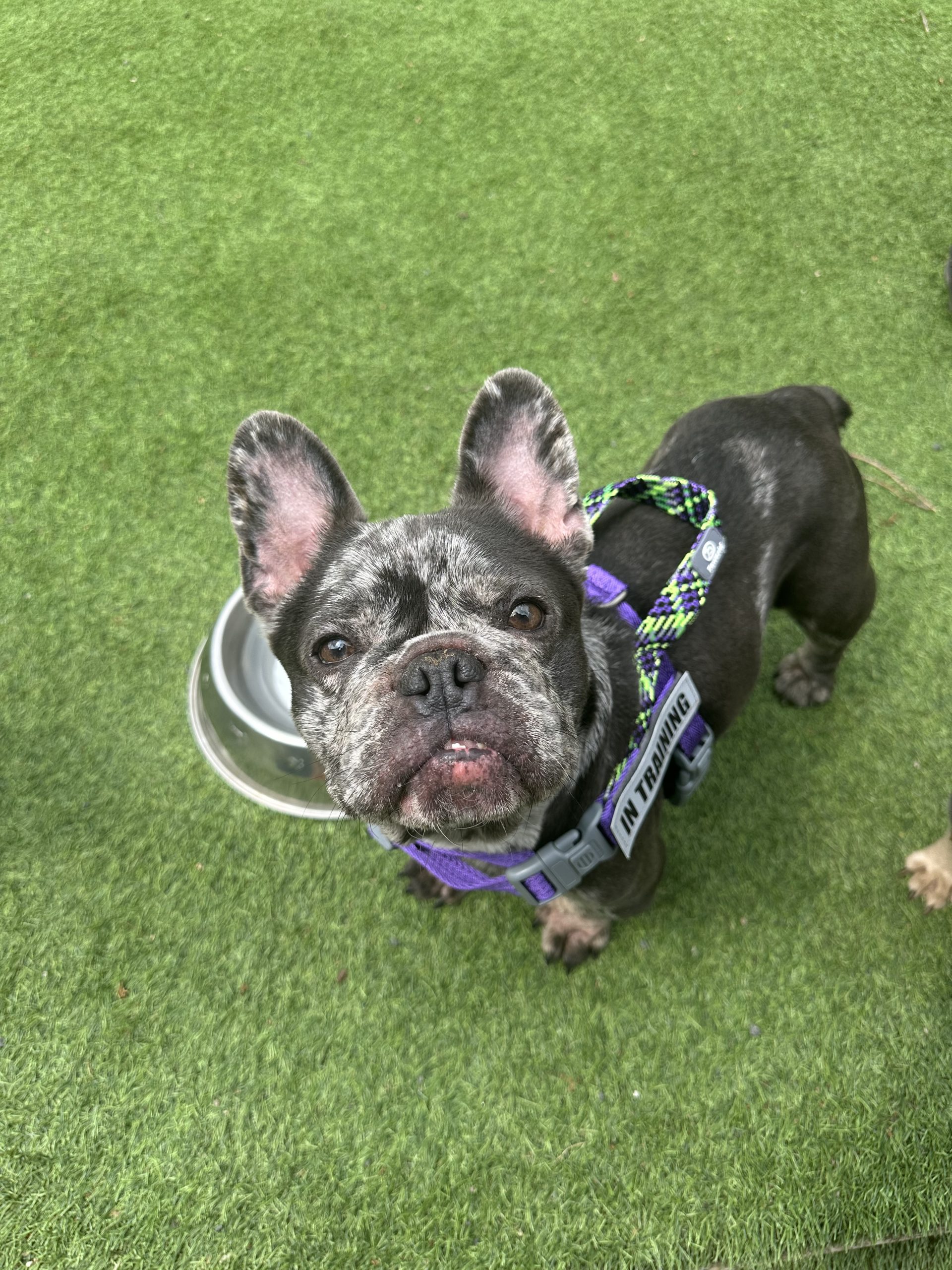 Amira – 1 year old Female RESERVED