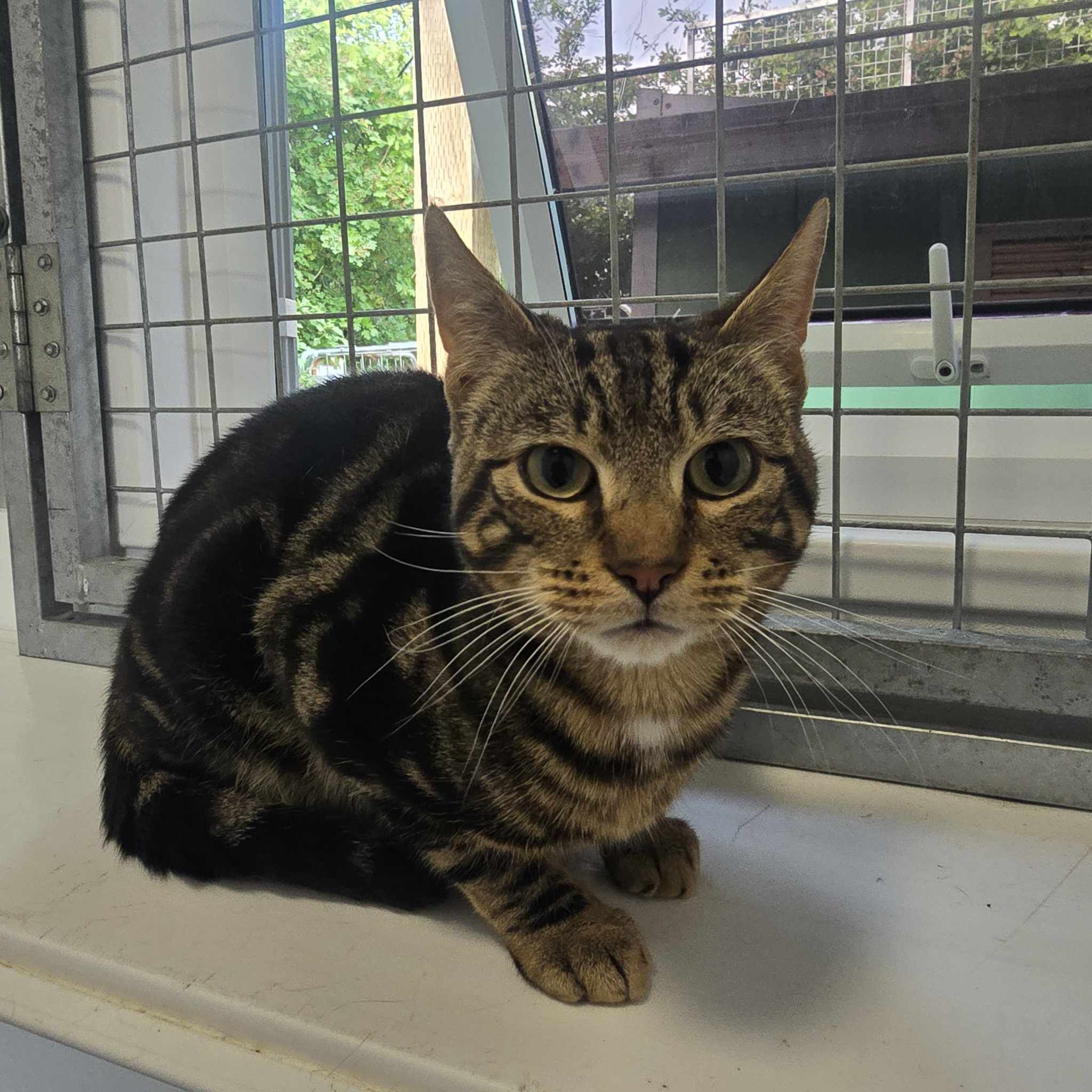 Taco- 2 Year Old Male